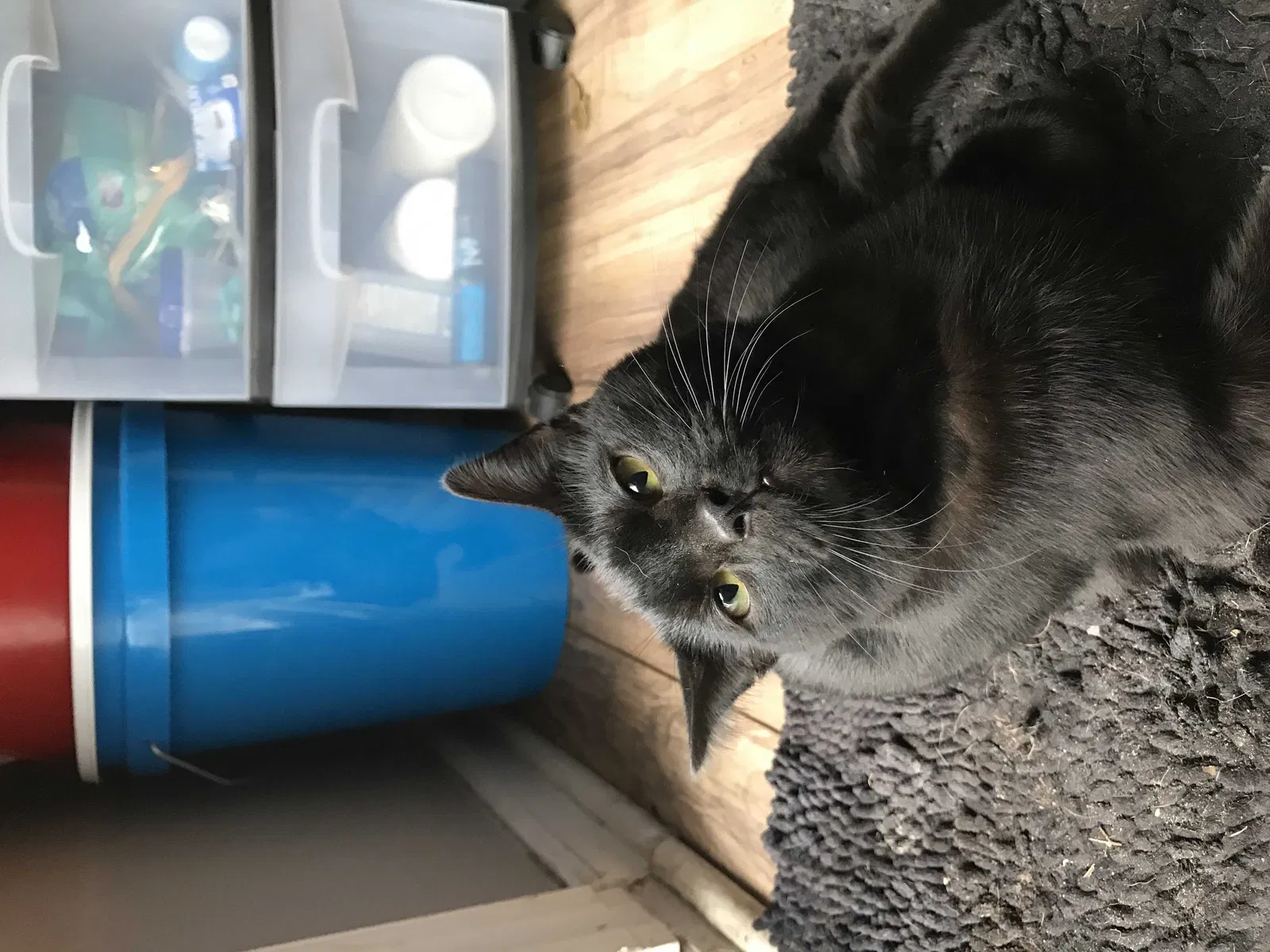 Lost cat in Saint Marys, GA, 31558