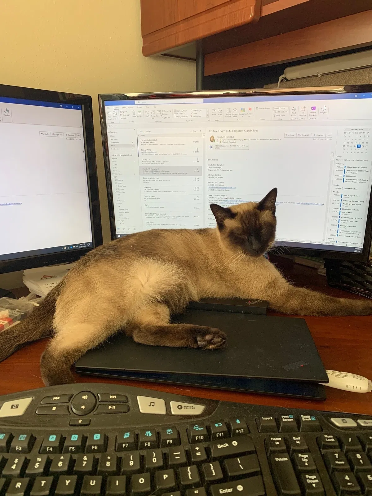 Lost cat in Palo Alto, CA, 94303
