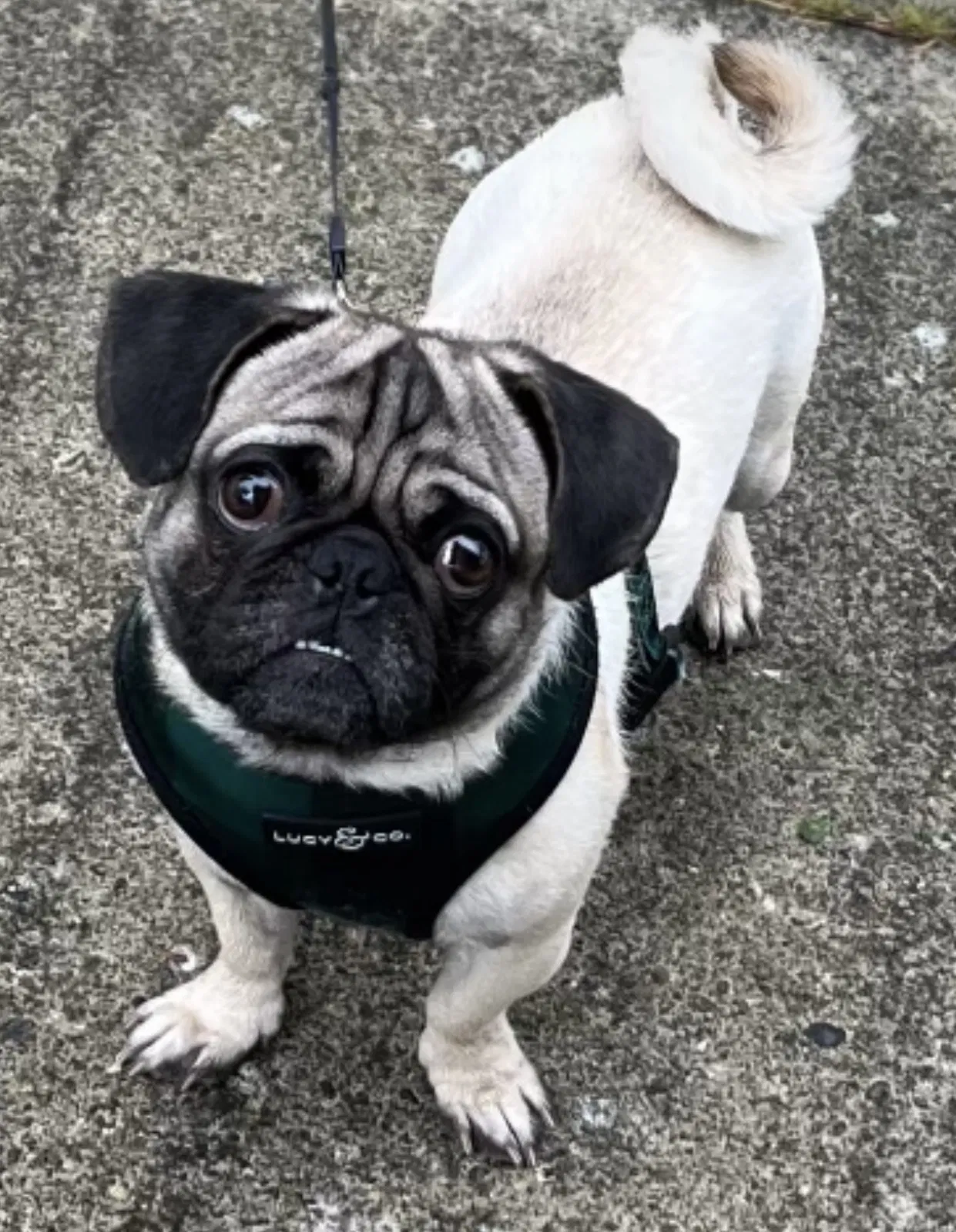 Lost dog in Olympia, WA, 98512