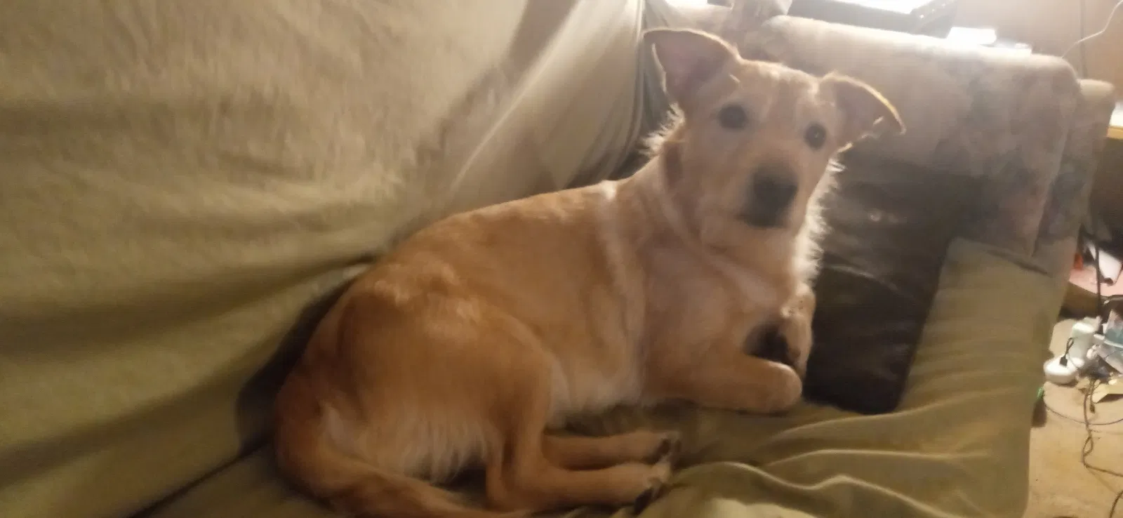 Lost dog in Troutdale, OR, 97060