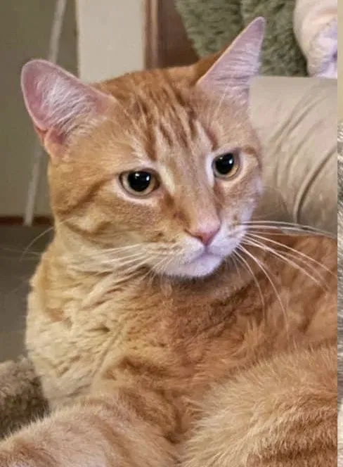 Lost cat in Loveland, CO, 80537