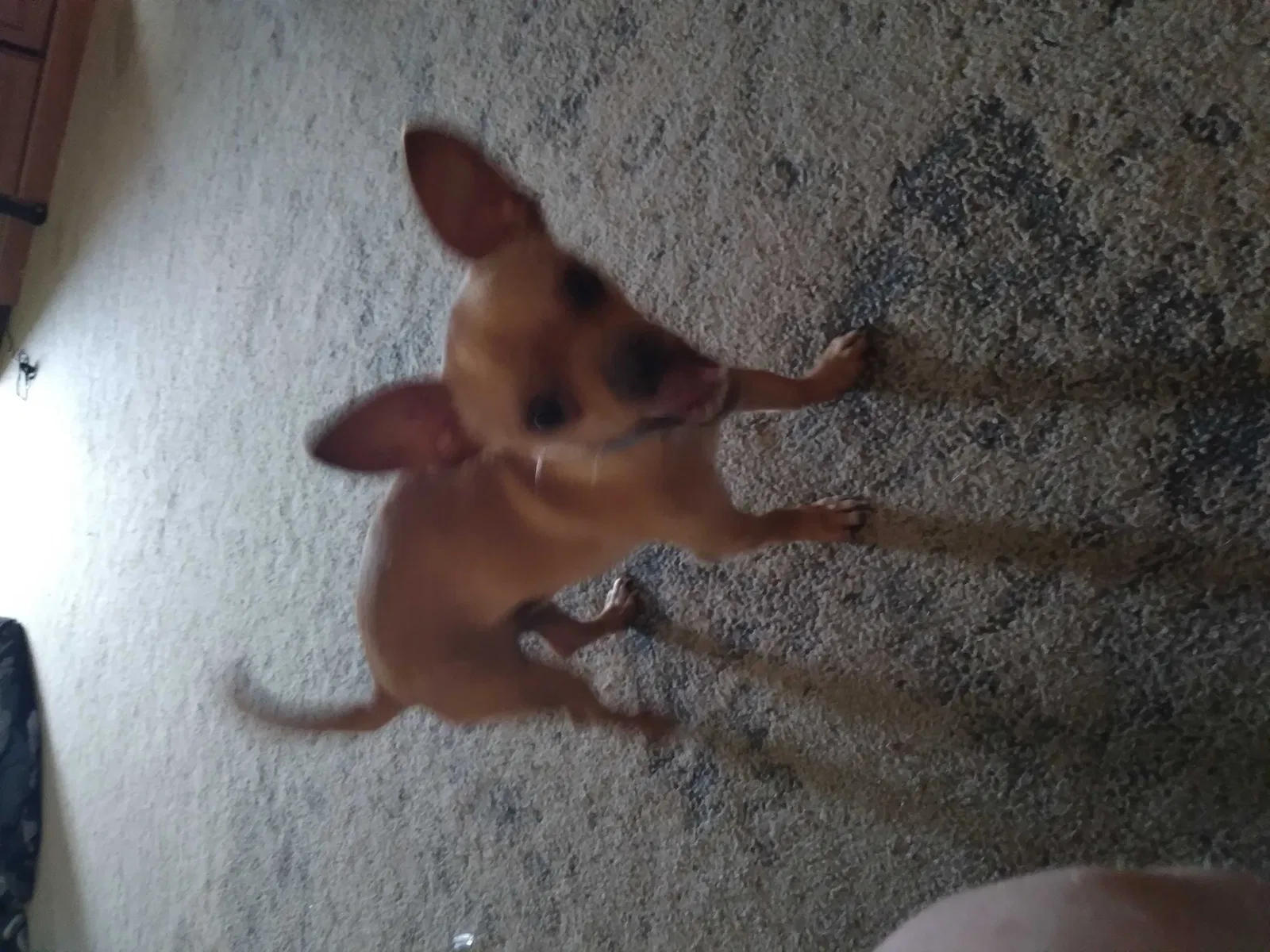 Lost dog in Duson, LA, 70529