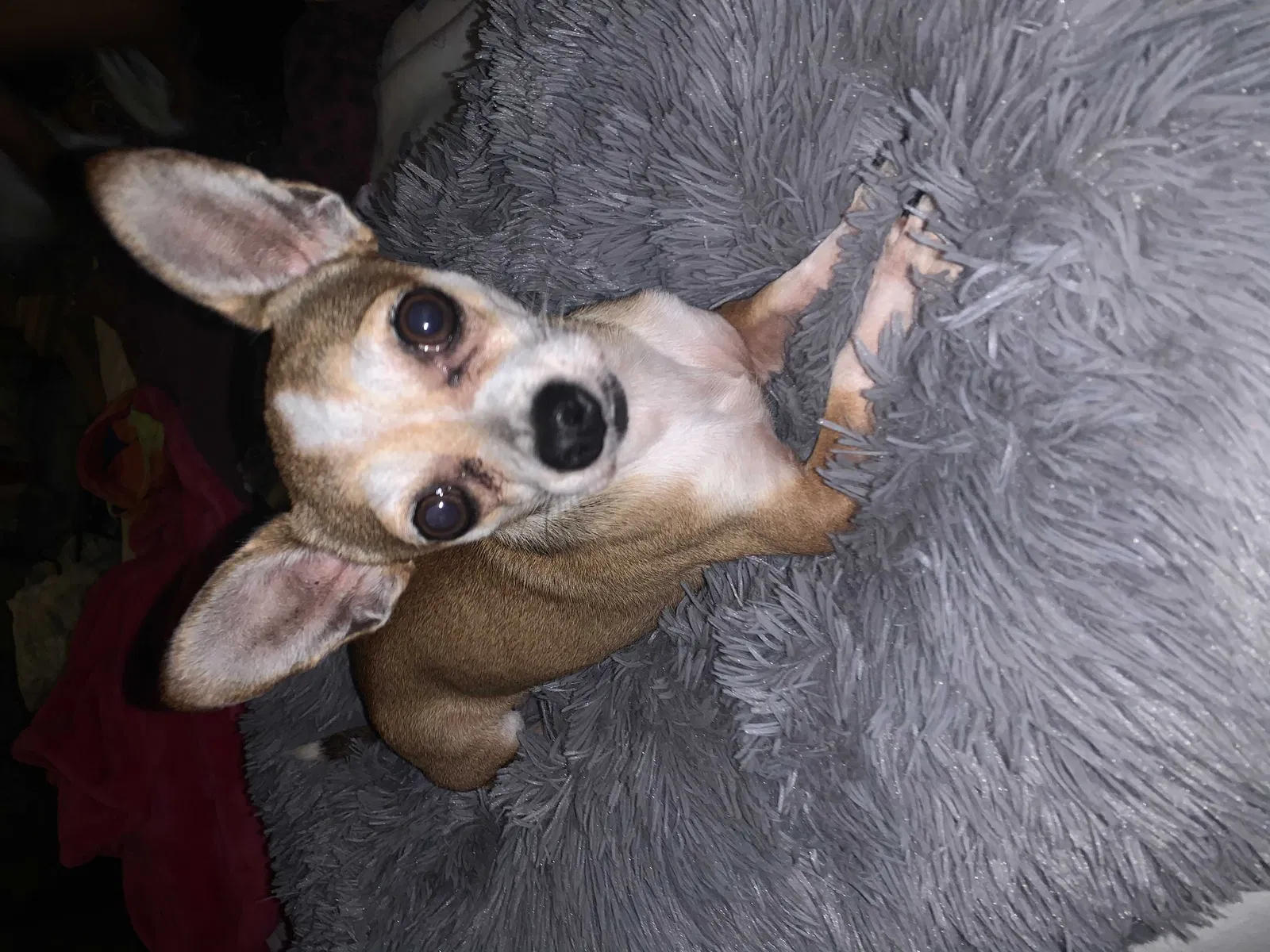 Lost dog in Katy, TX, 77449