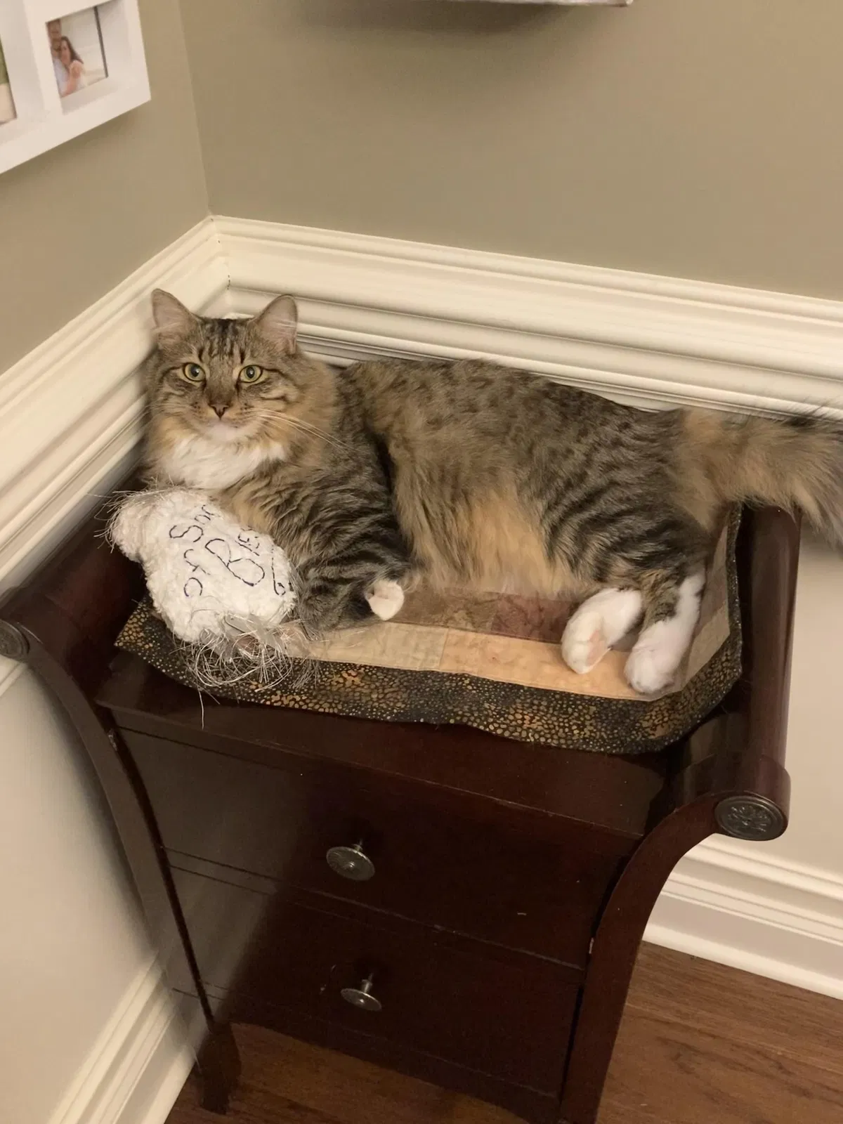 Lost cat in Owens Cross Roads, AL, 35763