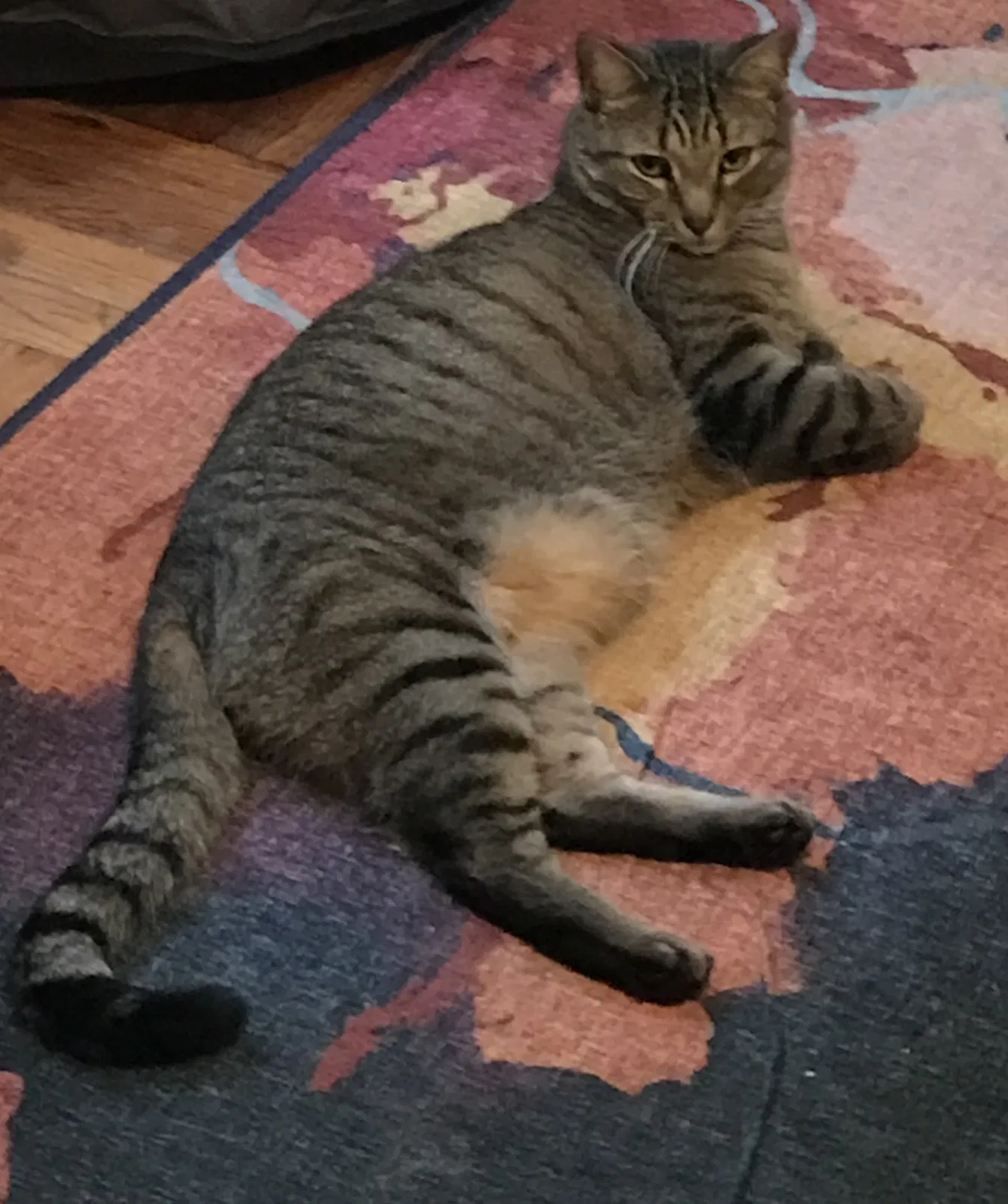 Lost cat in Maywood, NJ, 7607