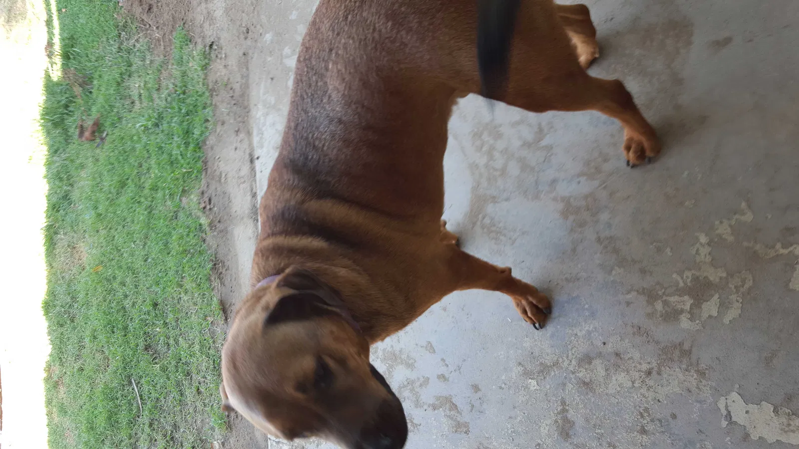 Lost dog in Fresno, CA, 93703