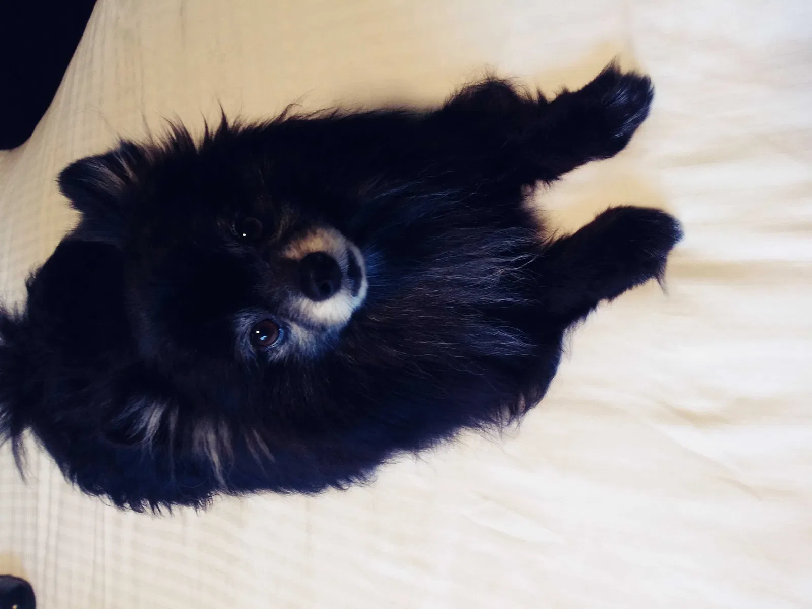 Lost dog in Ventura, CA, 93003