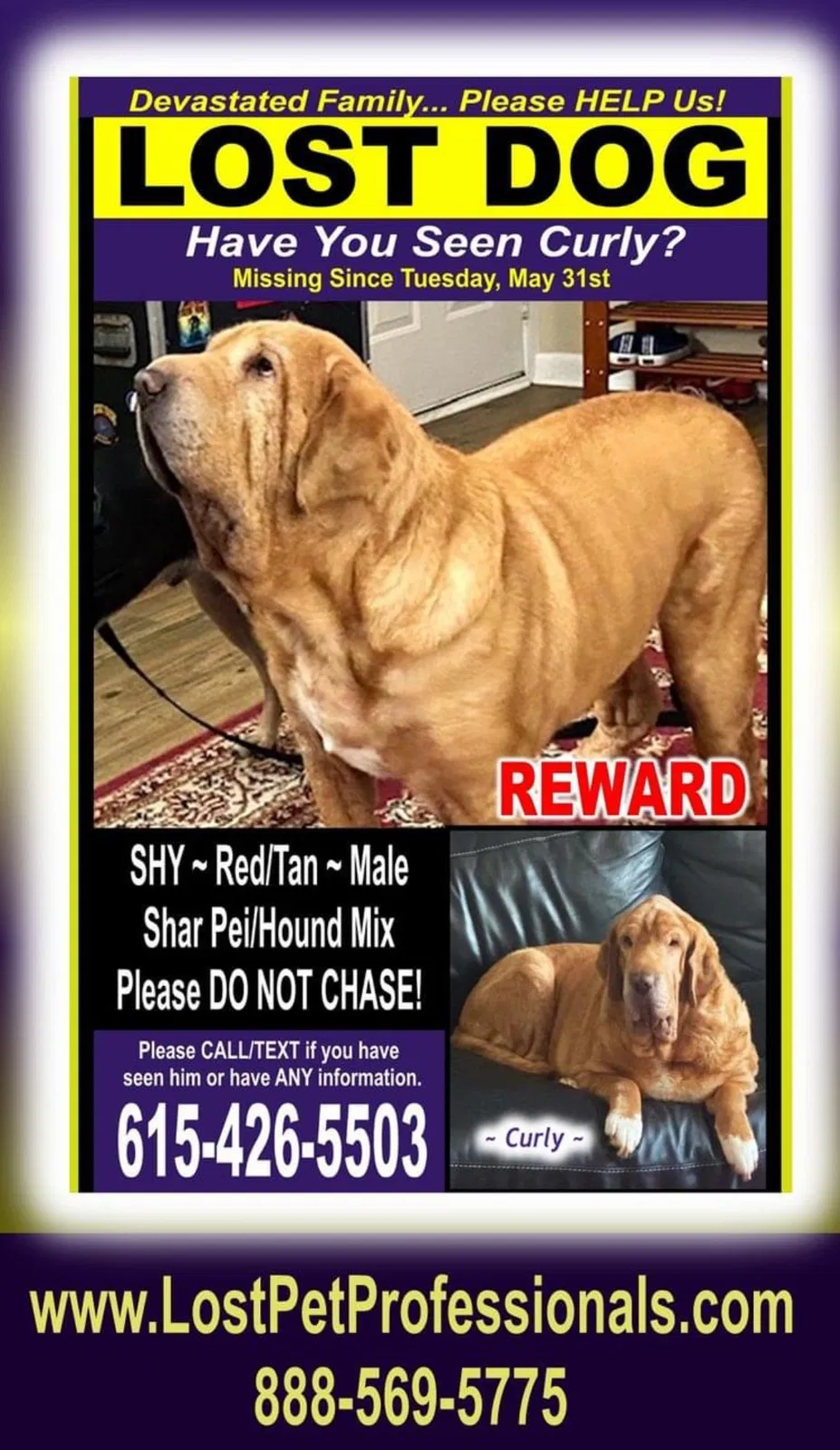 Lost dog in Fairview, TN, 37062