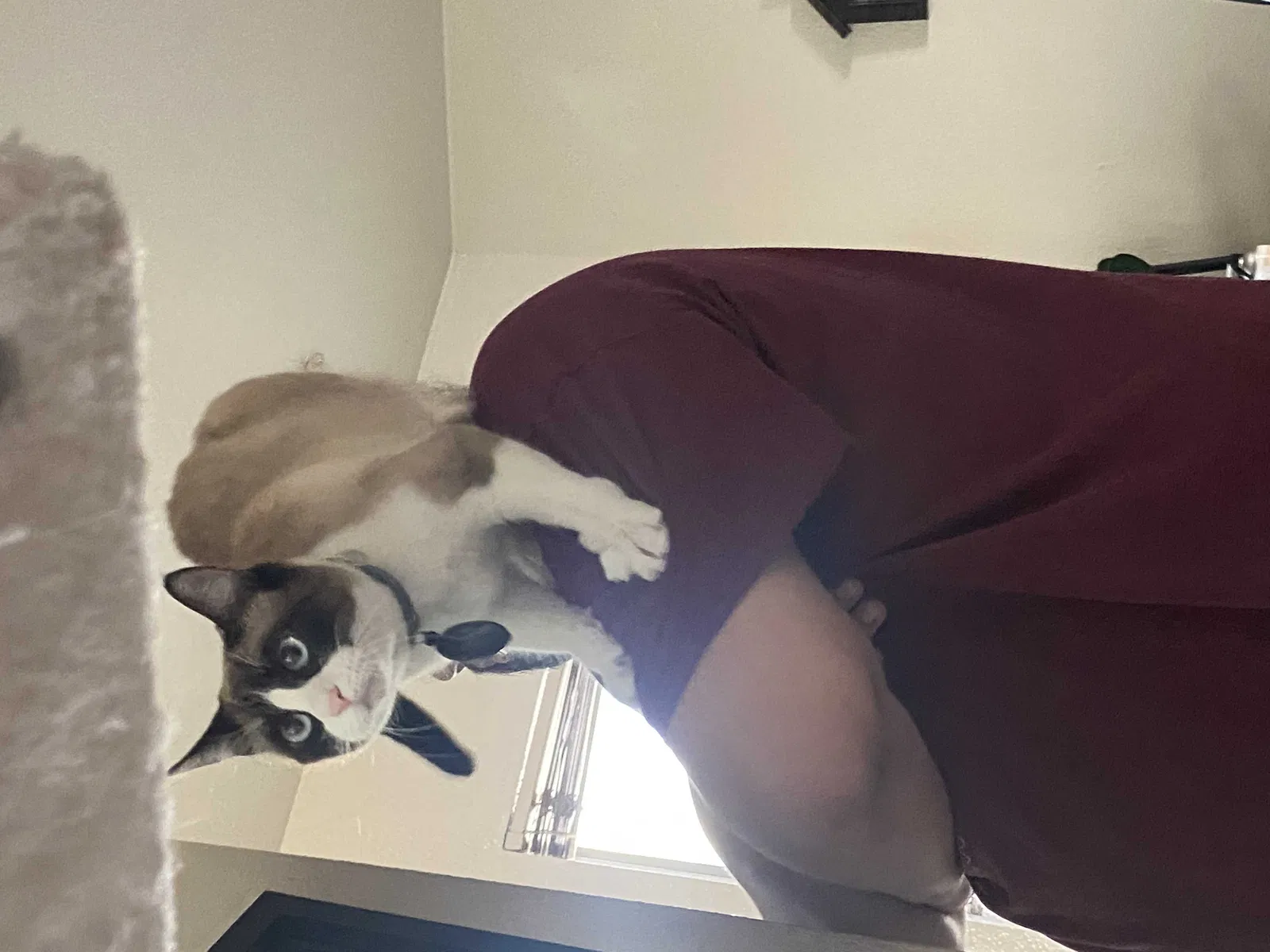 Lost cat in Stockton, CA, 95209