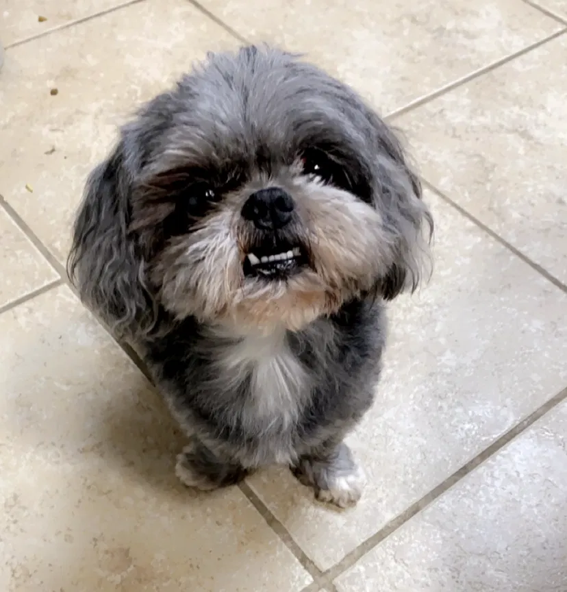 Lost dog in Prairieville, LA, 70769