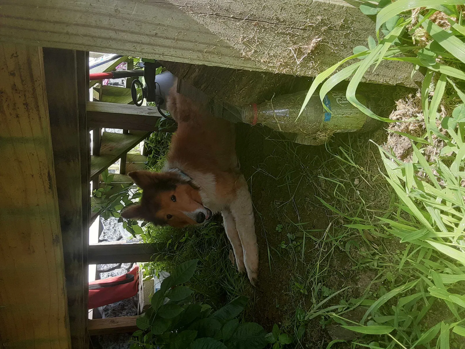 Found dog in Mcalester, OK, 74501