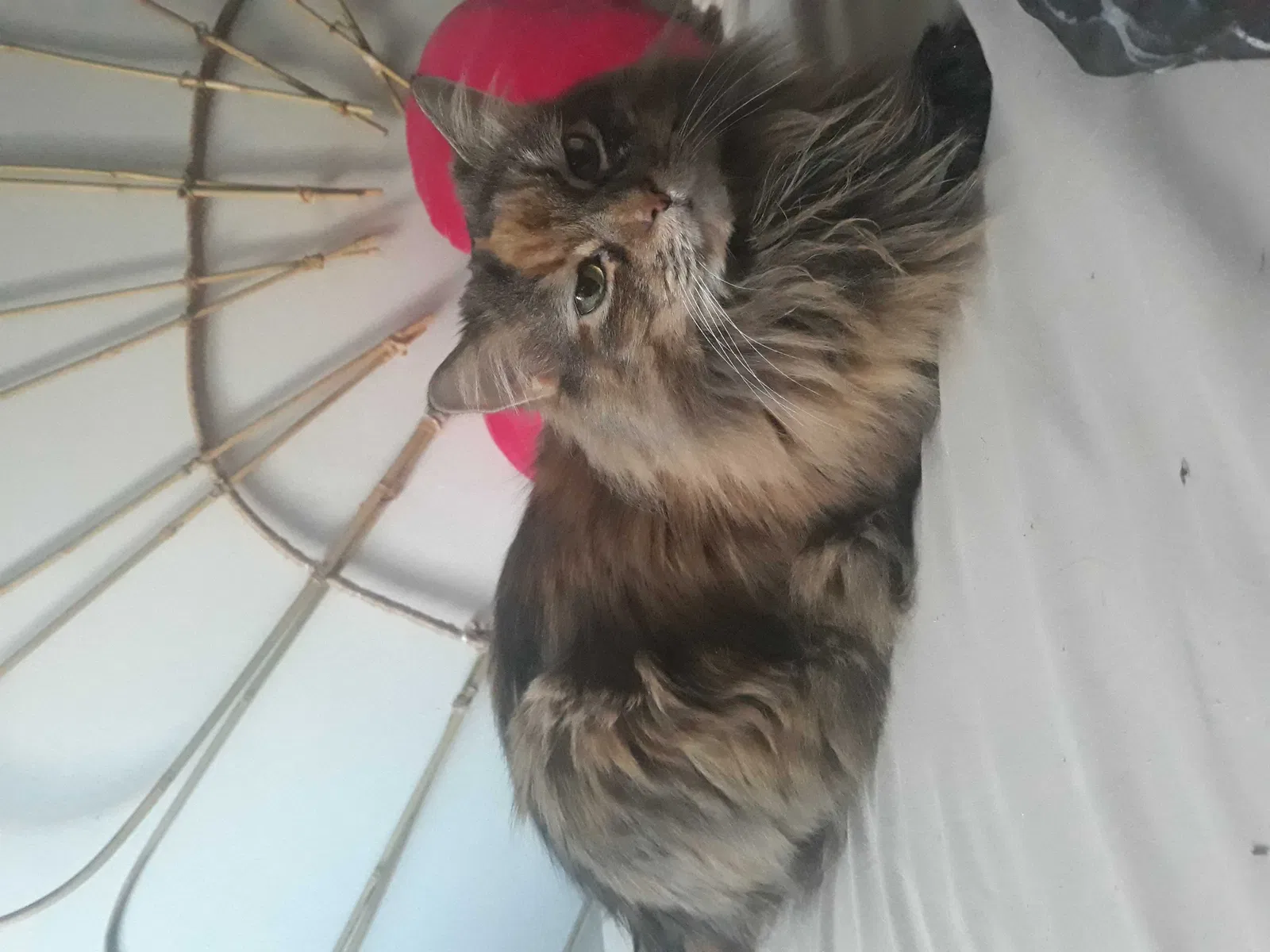 Lost cat in Brooklyn, NY, 11230