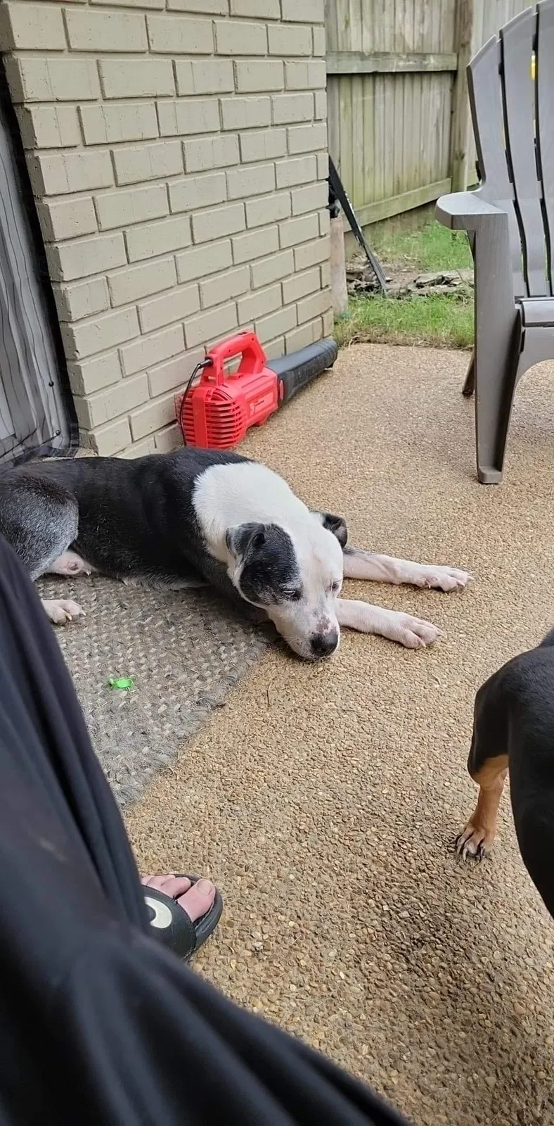 Found dog in Collierville, TN, 38017