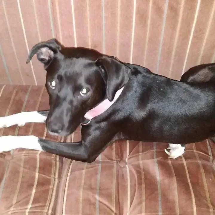 Lost dog in Chicago, IL, 60609