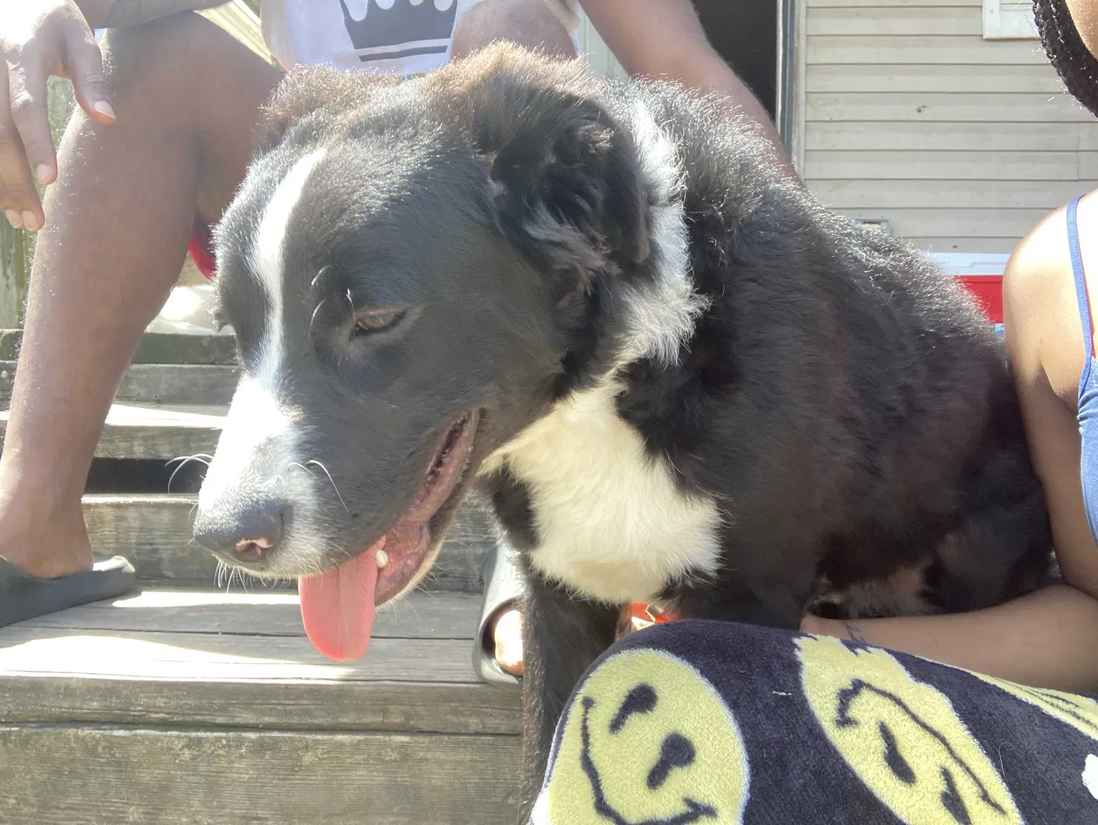 Lost dog in Columbus, OH, 43222