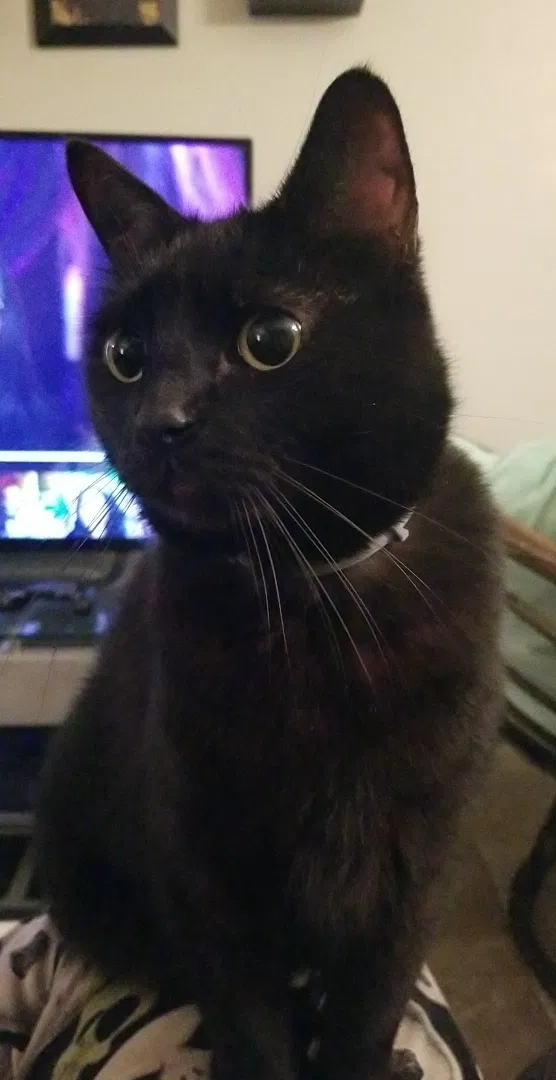 Lost cat in Sanford, FL, 32773