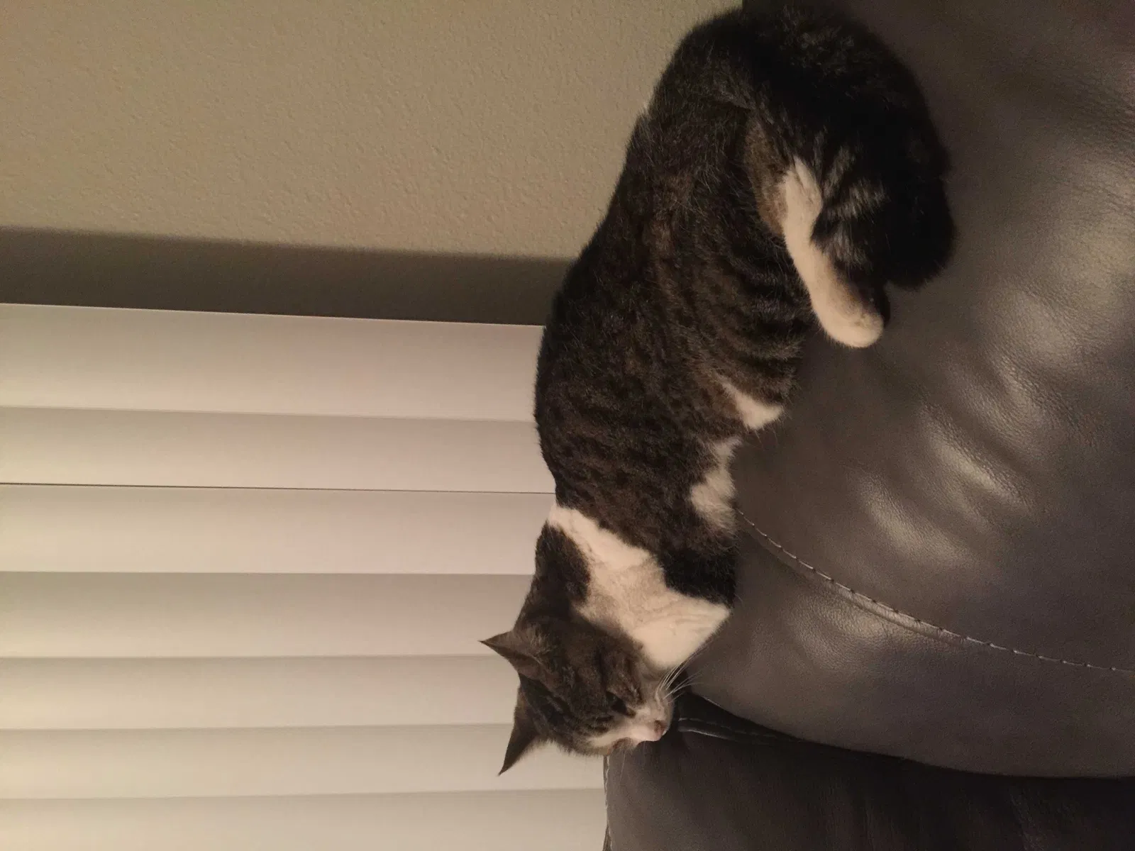 Lost cat in Murrieta, CA, 92563