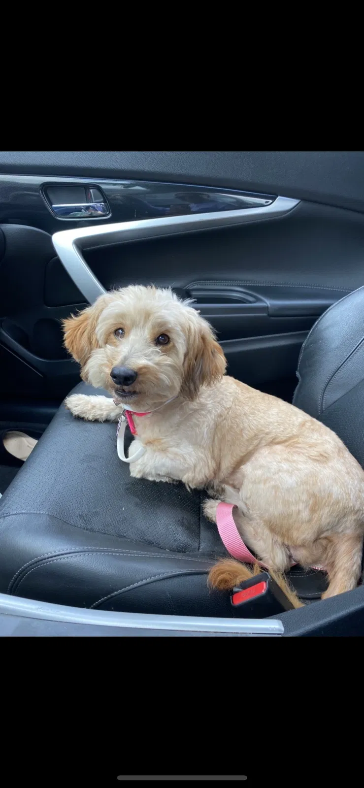 Lost dog in Los Angeles, CA, 90011