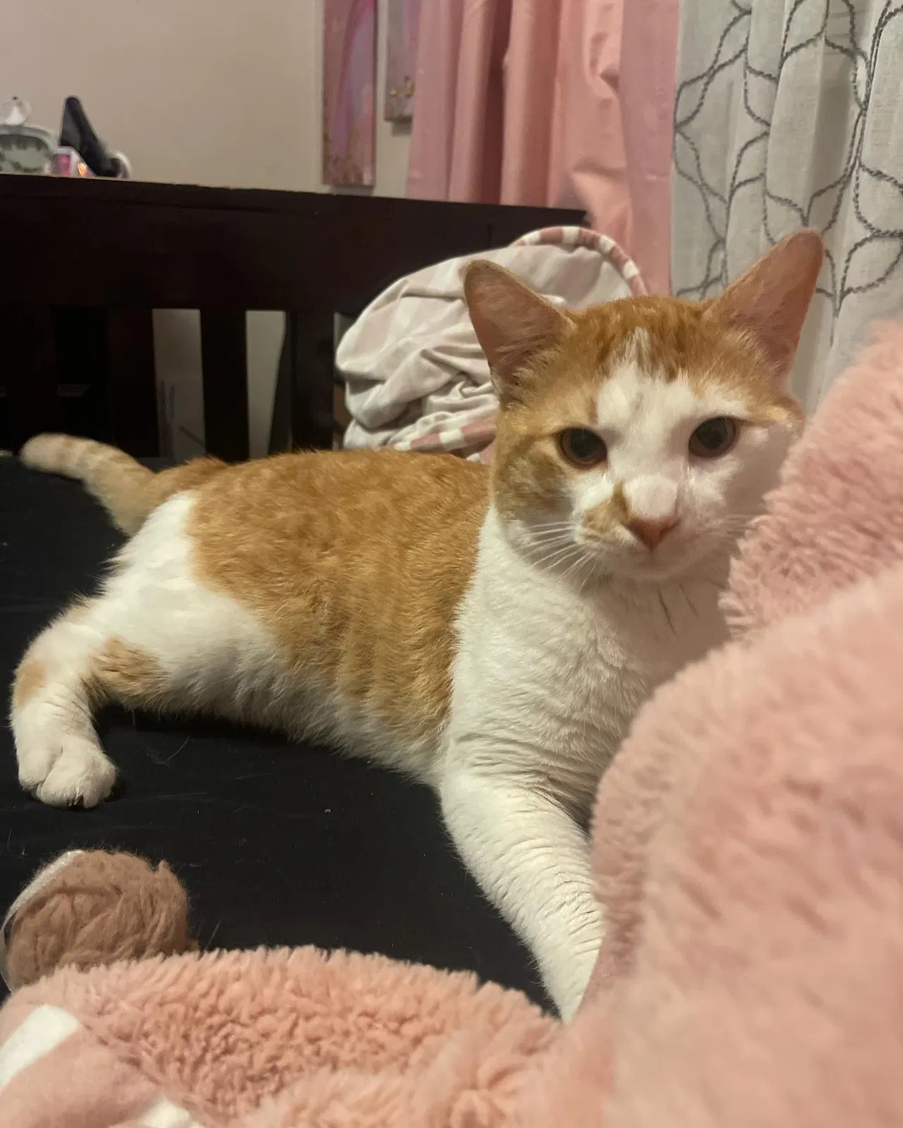 Lost cat in Lakeland, FL, 33801