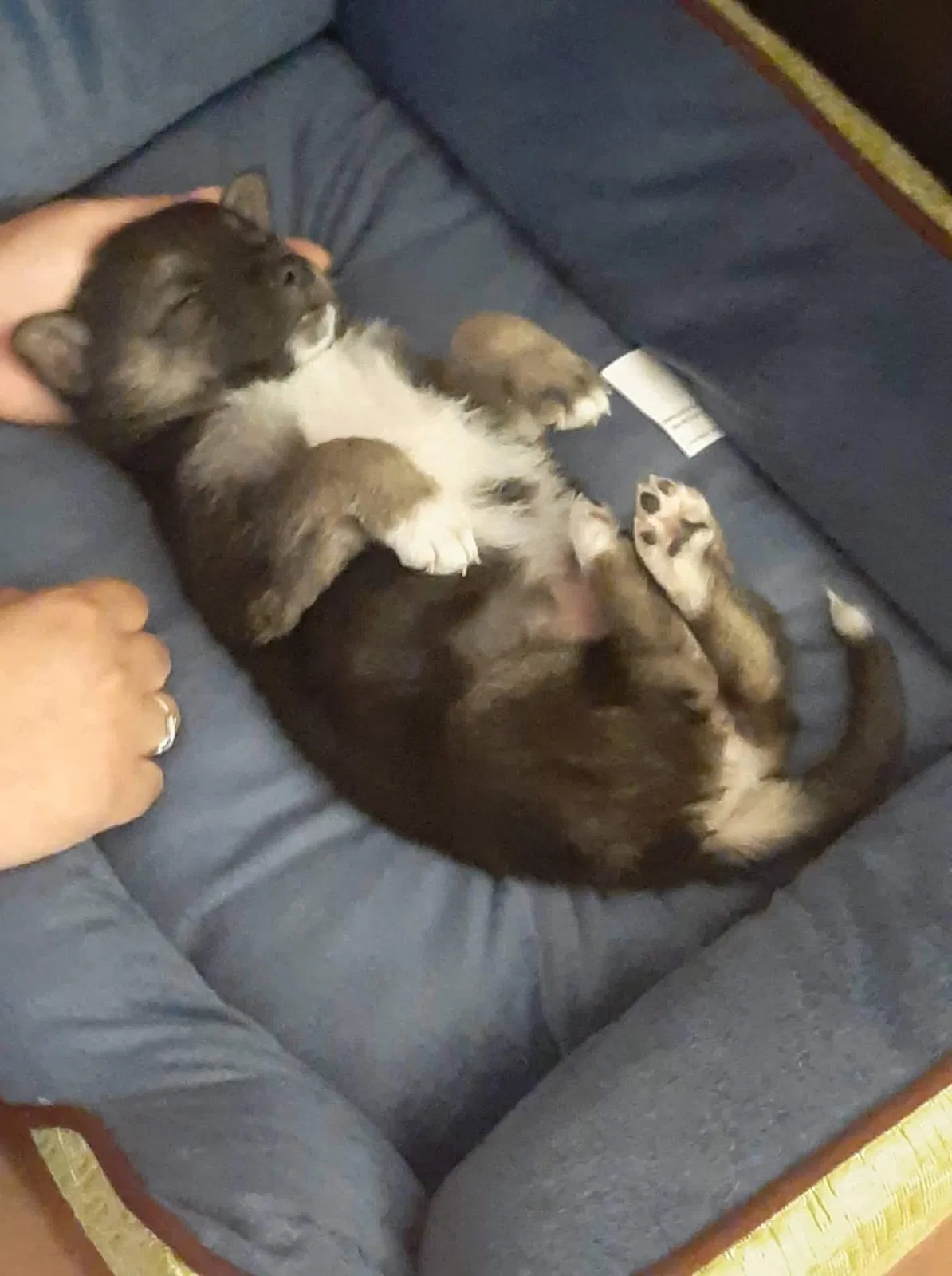 Lost dog in Adelanto, CA, 92301