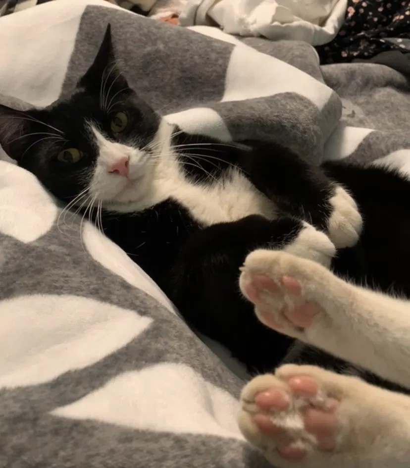 Lost cat in Roseville, CA, 95747