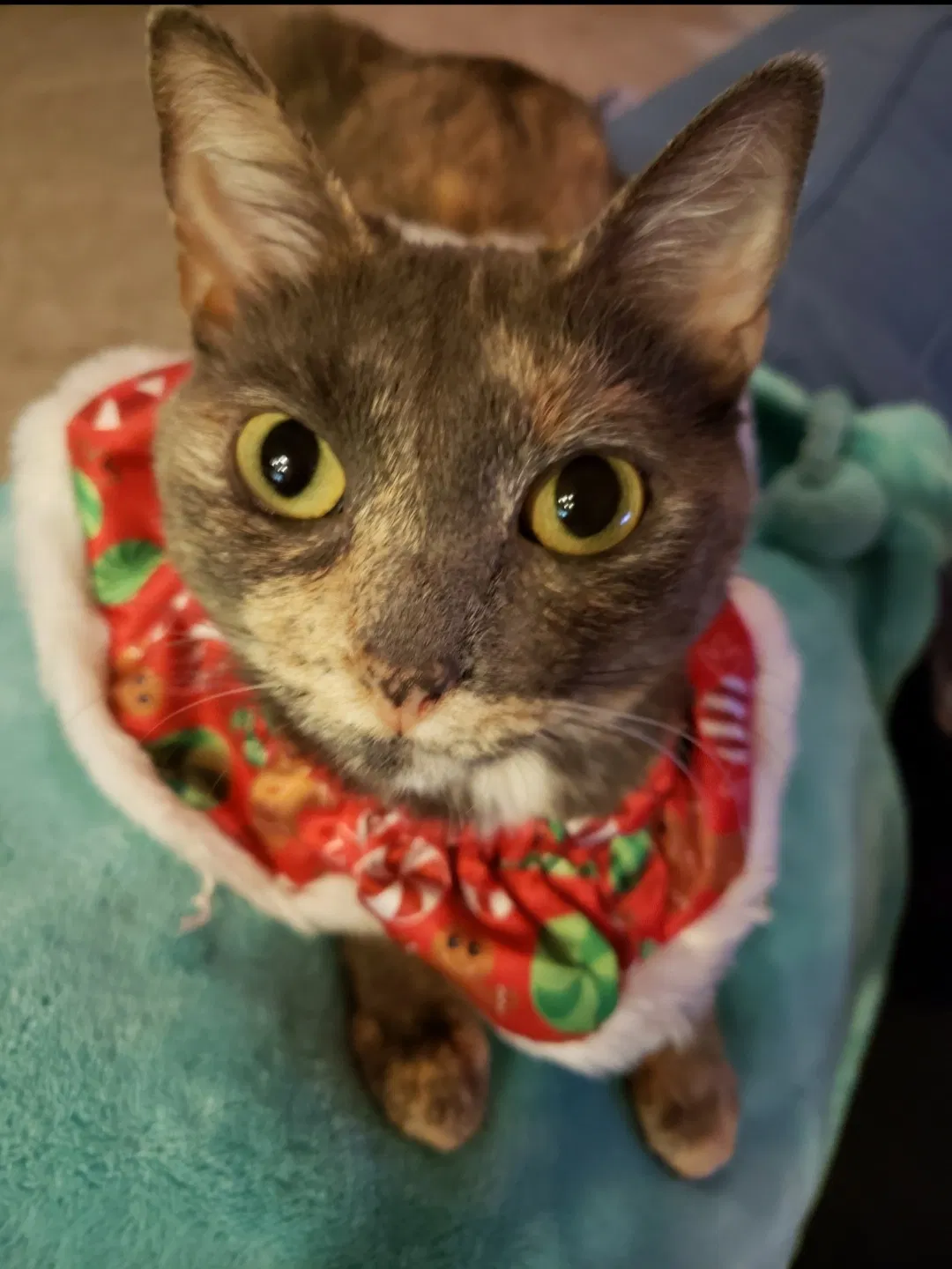 Lost cat in Anaheim, CA, 92805