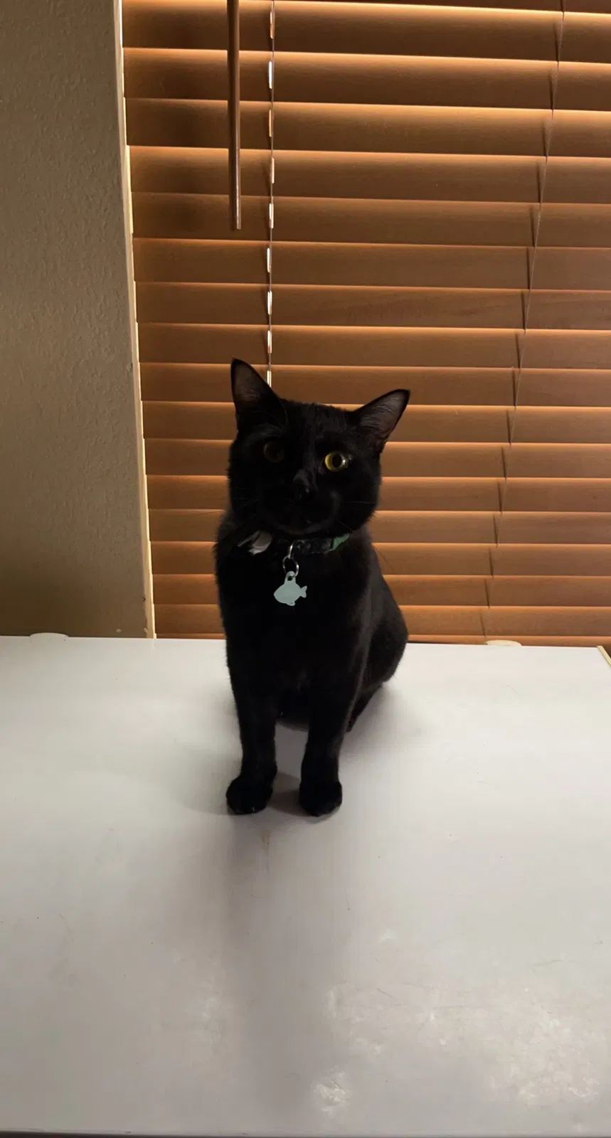 Lost cat in Peoria, AZ, 85383