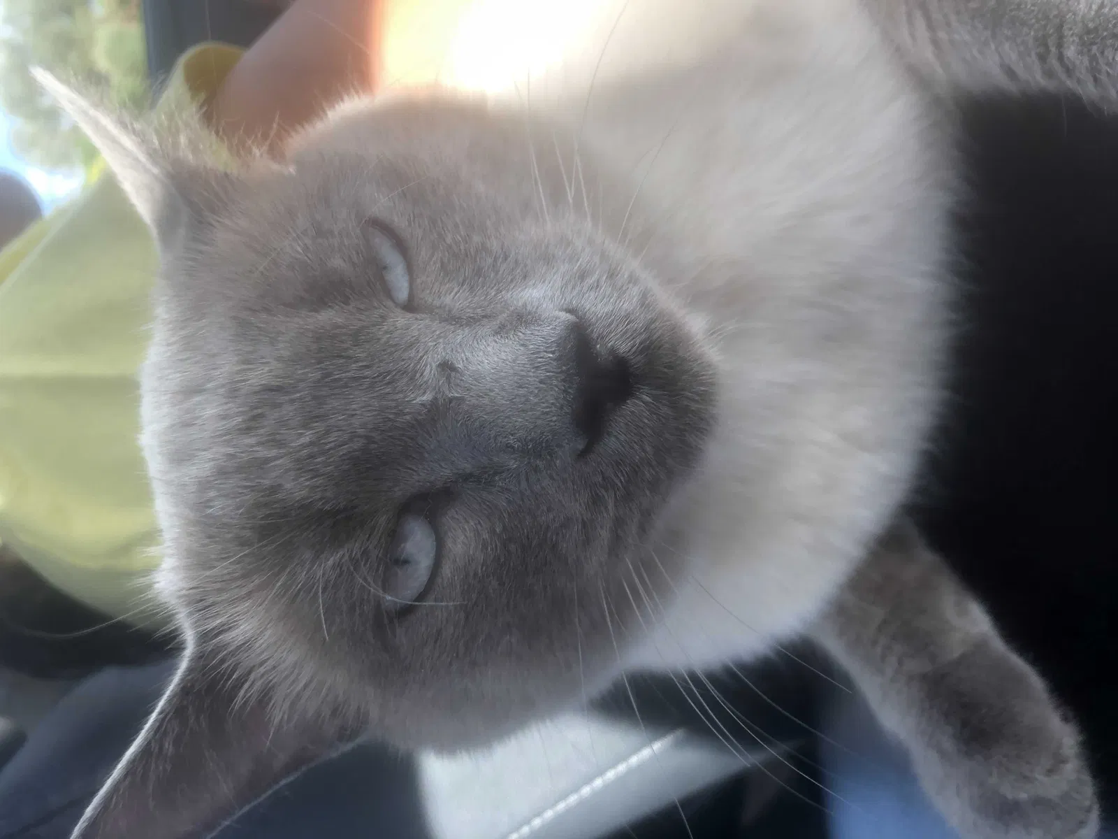 Lost cat in El Paso, TX, 79912