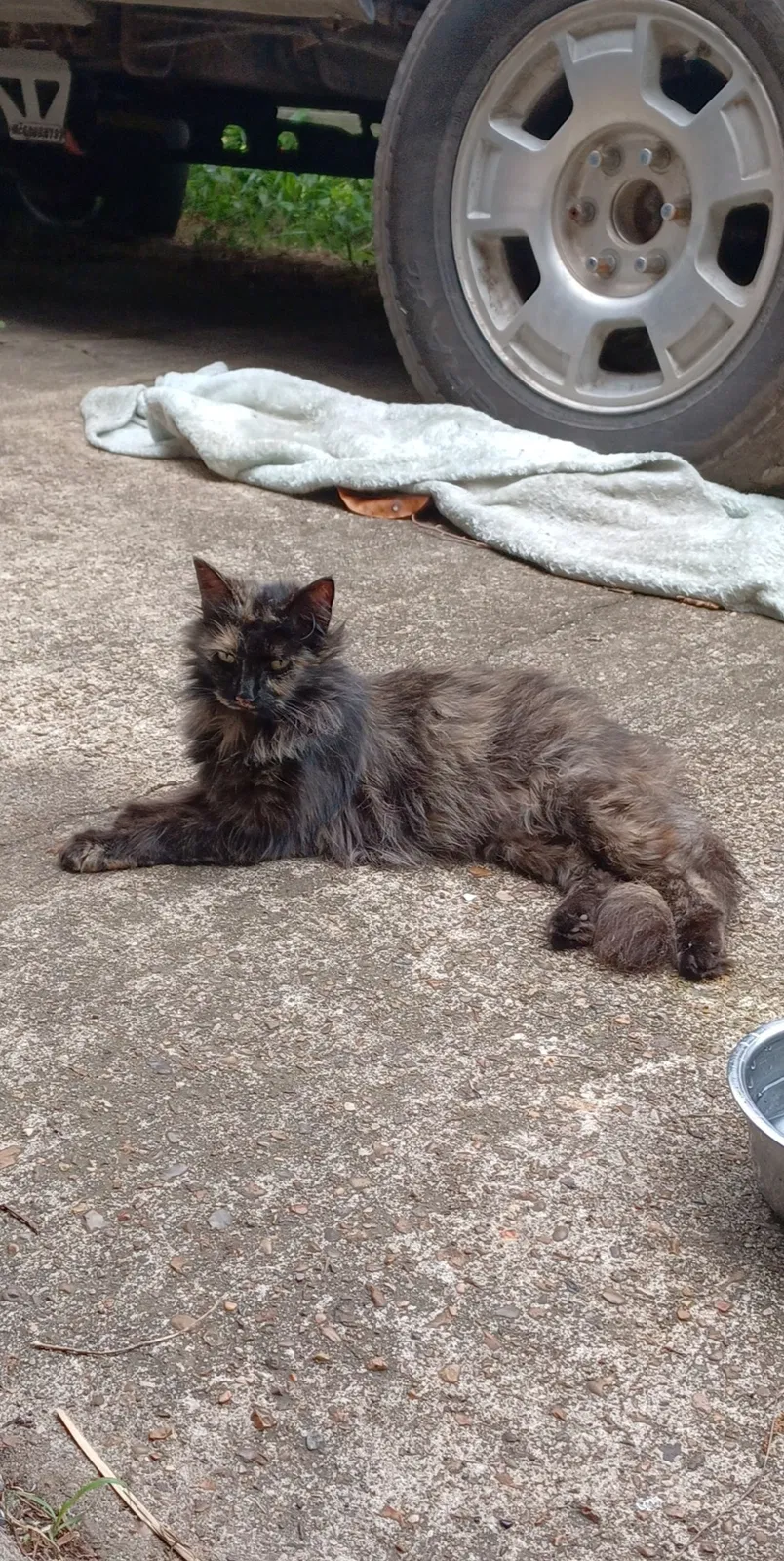Lost cat in Baytown, TX, 77520