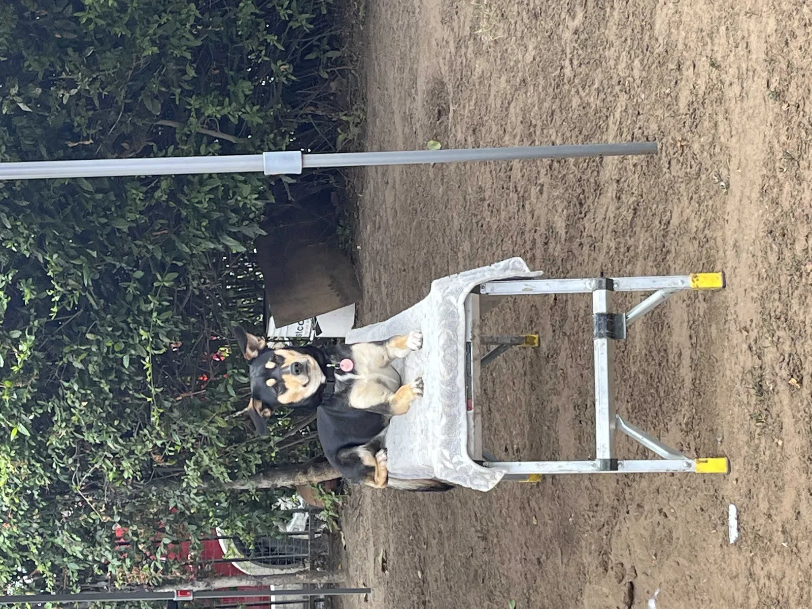 Lost dog in San Diego, CA, 92105