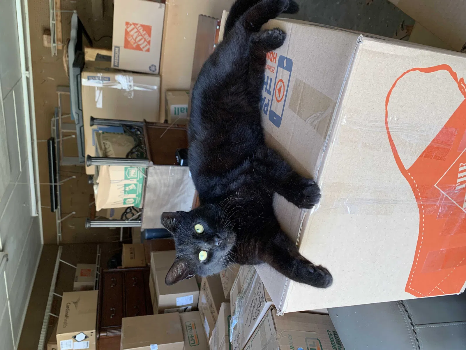 Lost cat in Winston Salem, NC, 27107