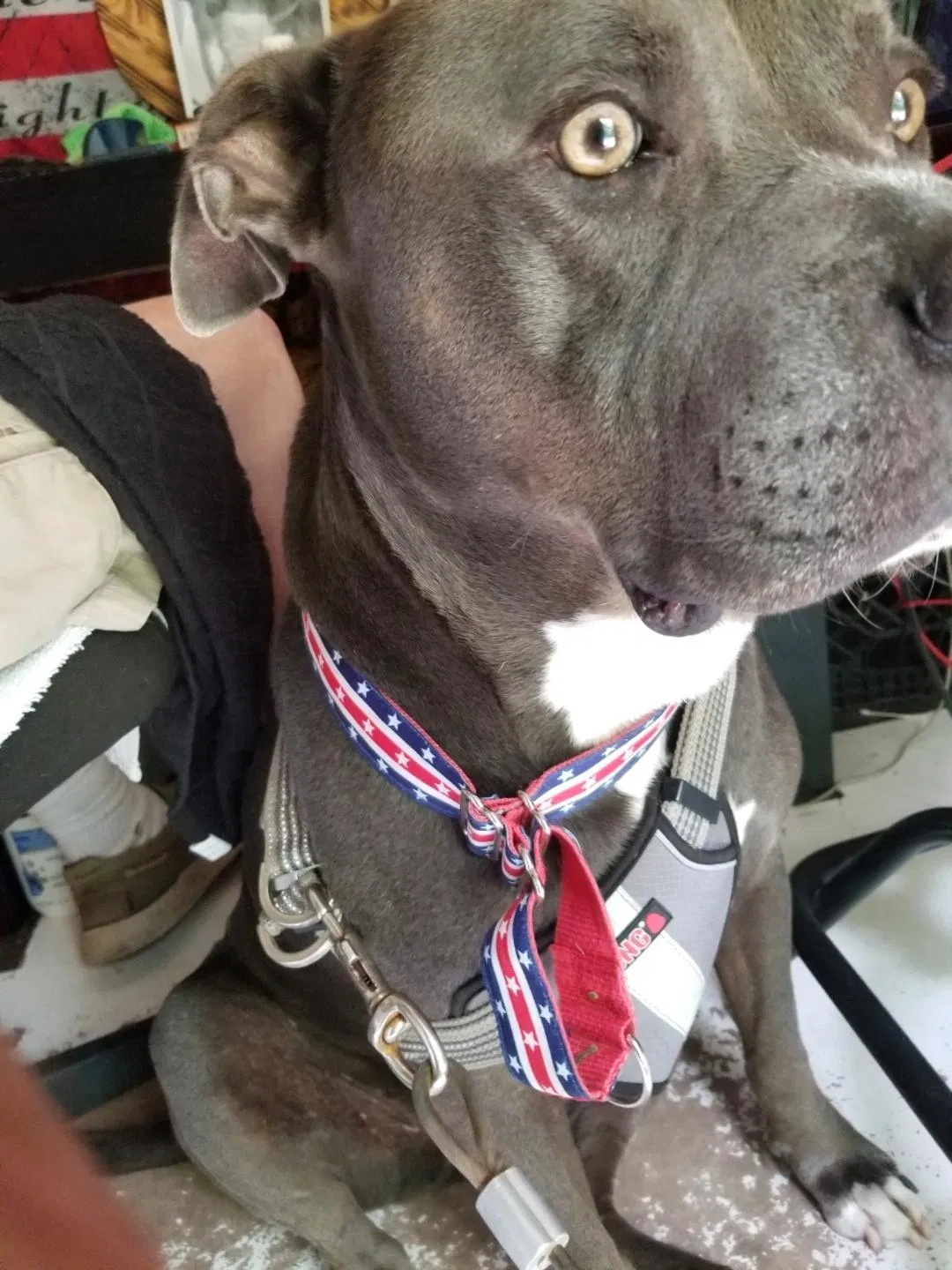 Lost dog in Citra, FL, 32113