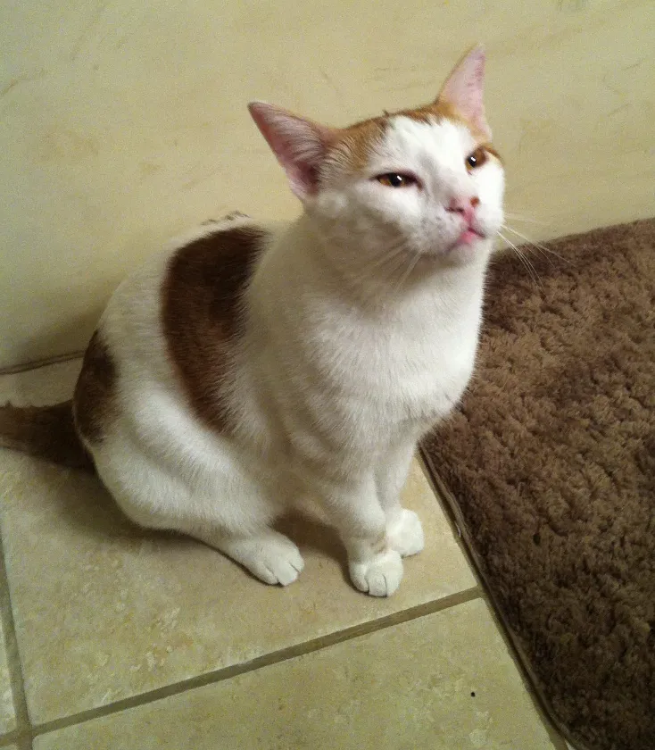 Lost cat in San Diego, CA, 92122