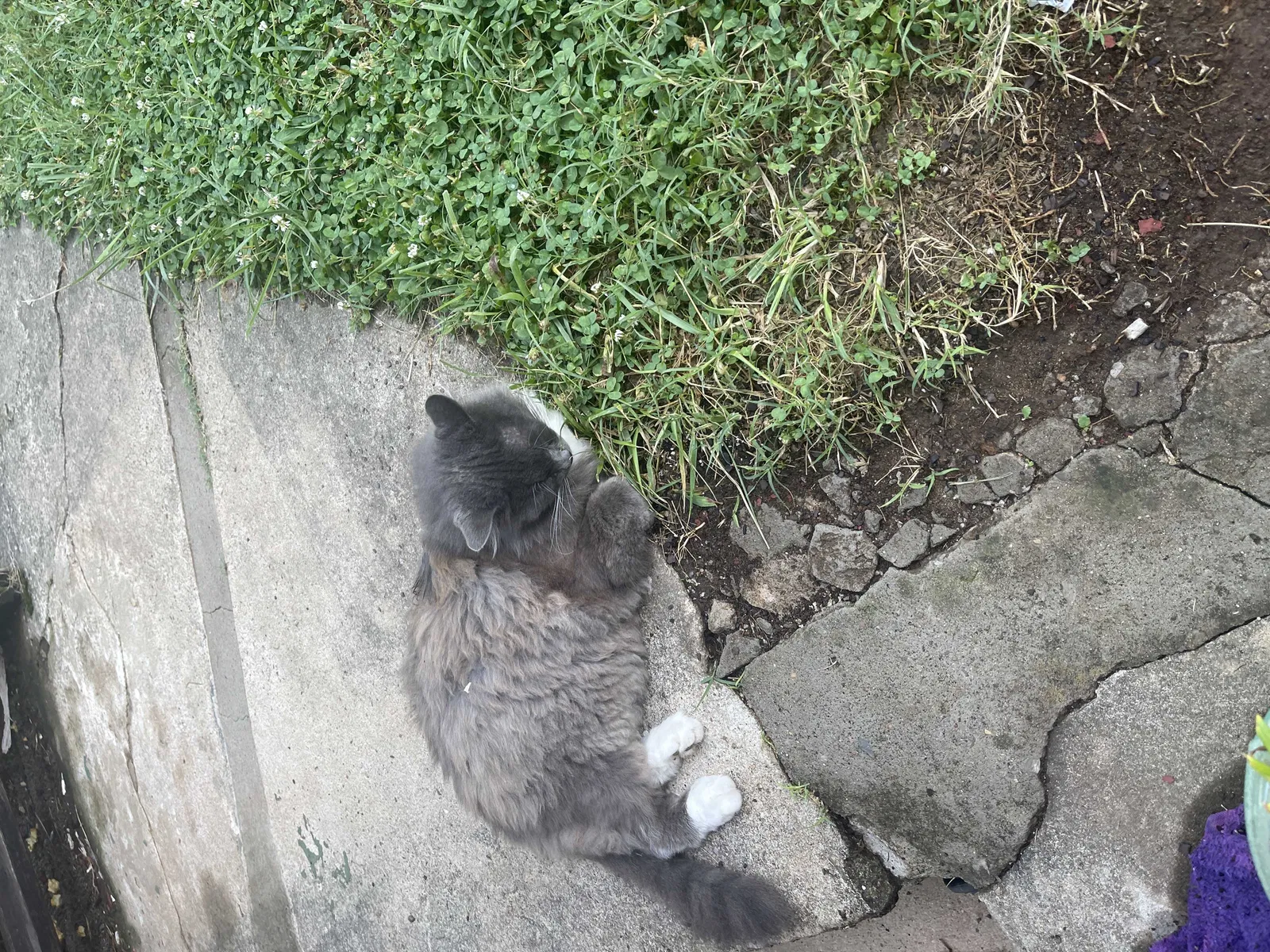 Found cat in Morristown, TN, 37814