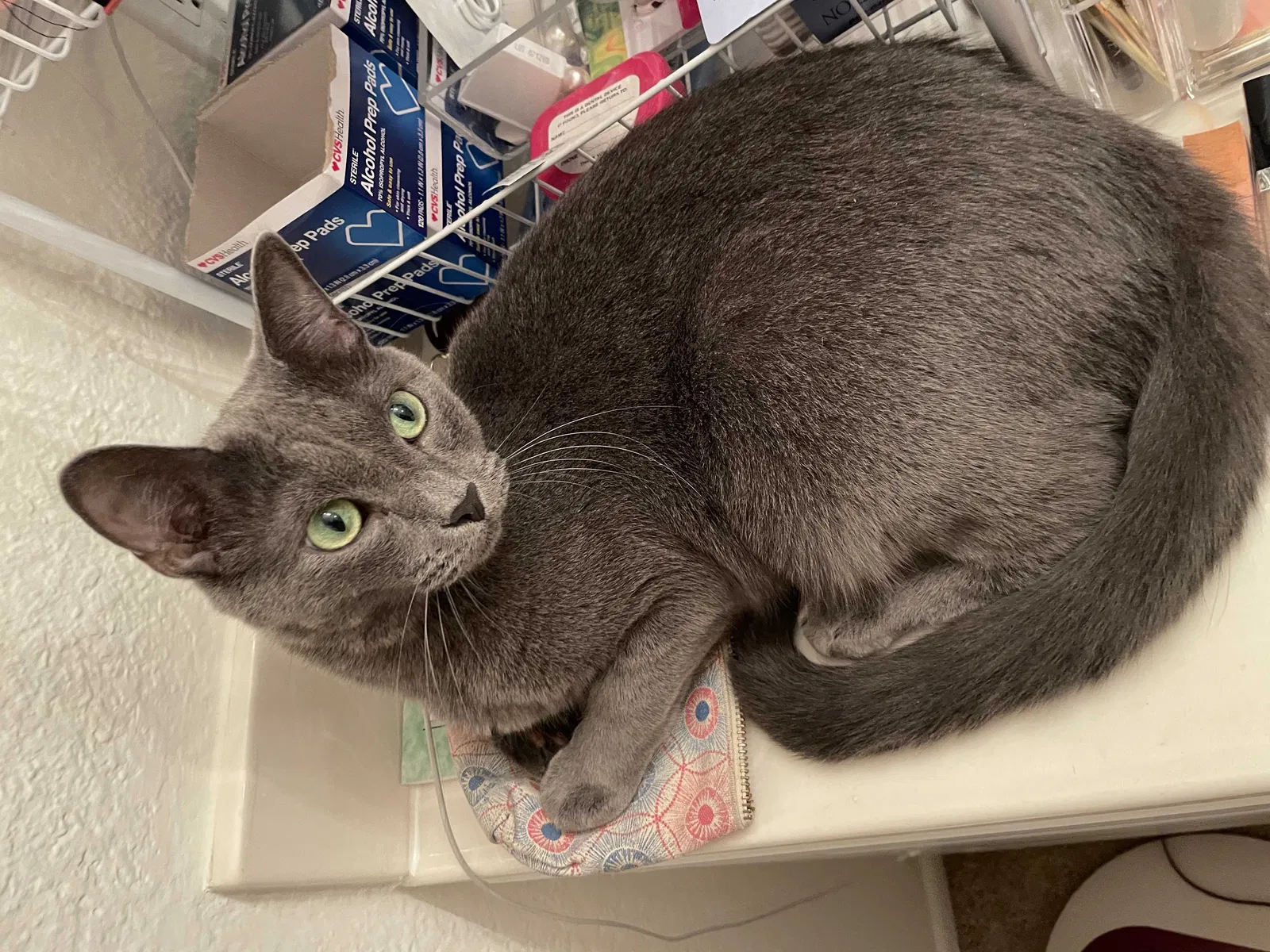 Lost cat in Hacienda Heights, CA, 91745