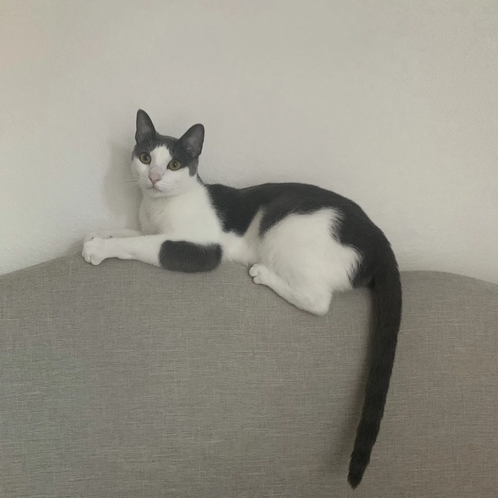 Lost cat in Hacienda Heights, CA, 91745