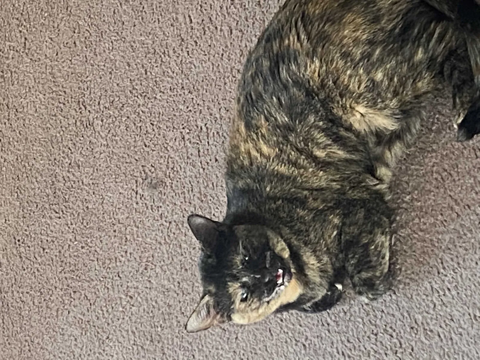 Lost cat in Aztec, NM, 87410