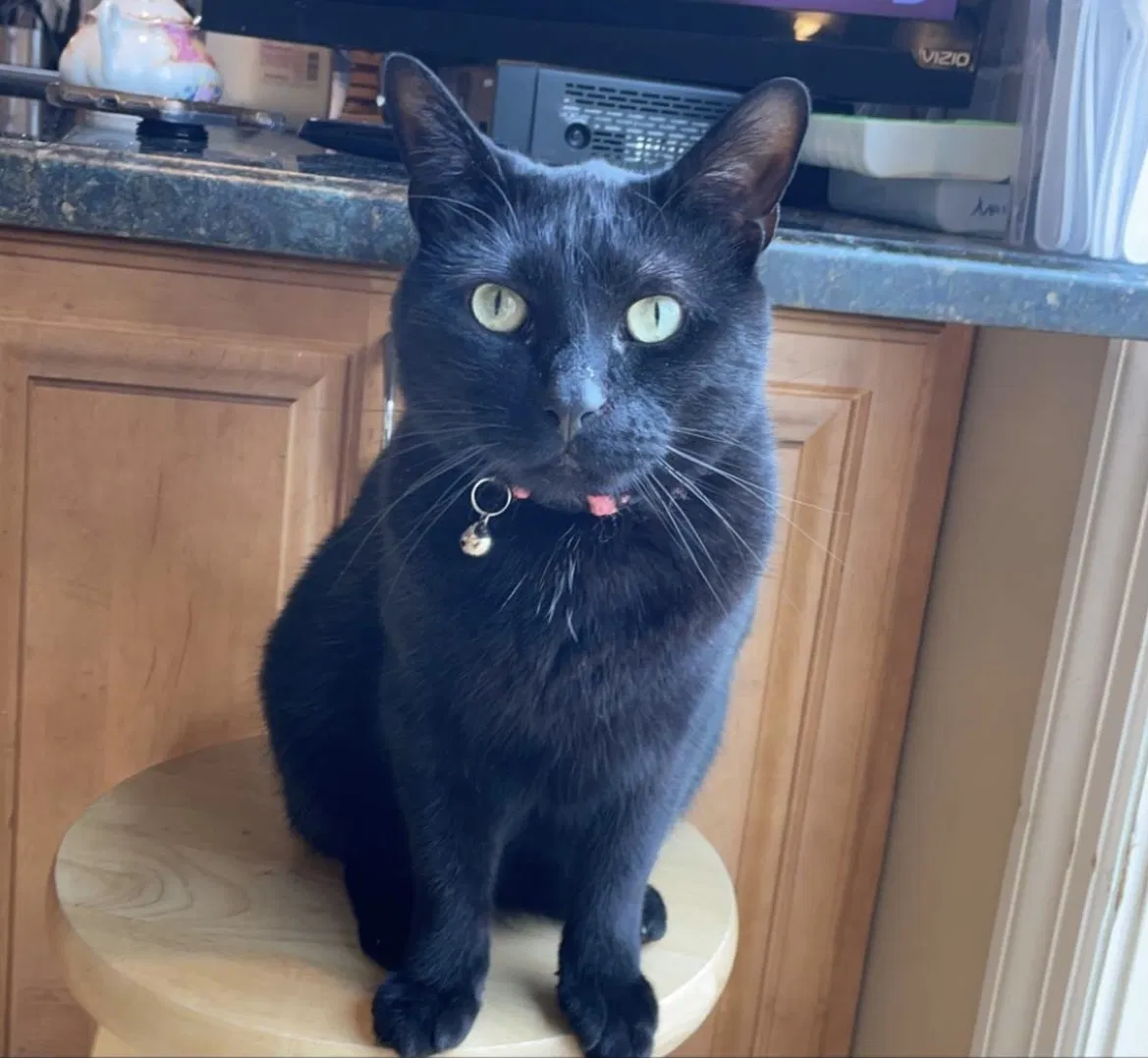 Lost cat in Shirley, NY, 11967