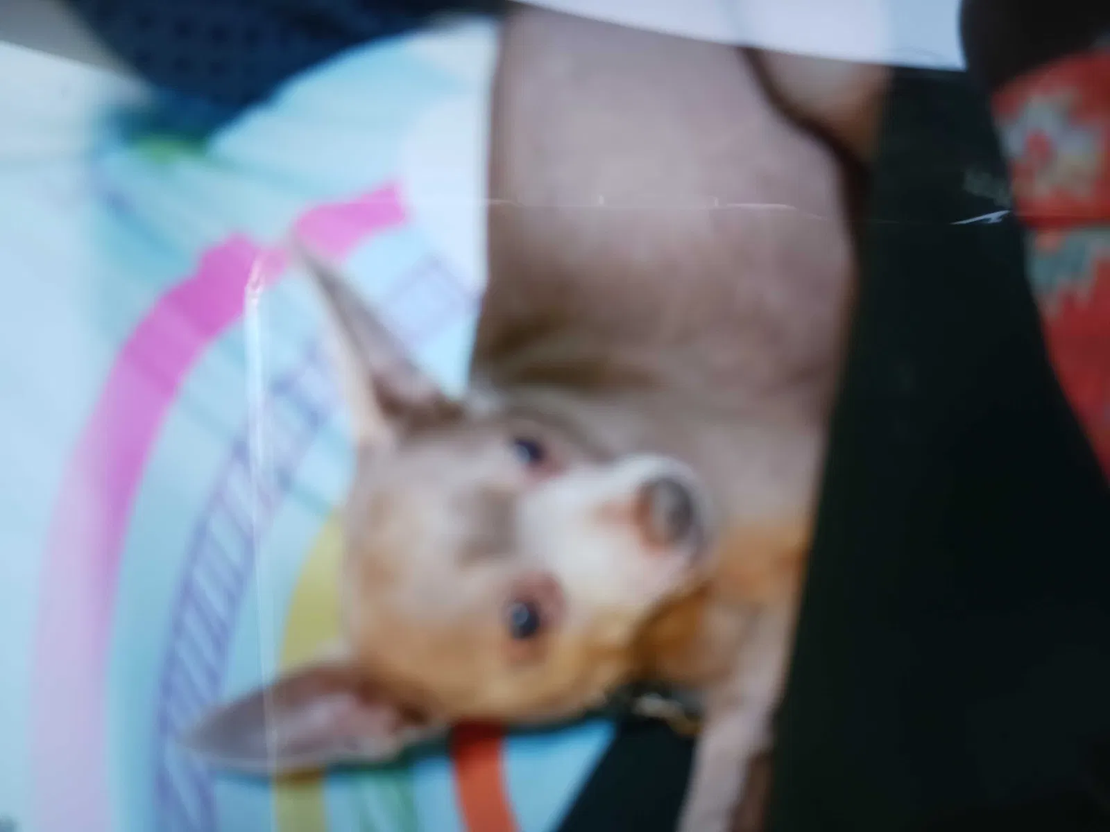 Lost dog in Orlando, FL, 32807