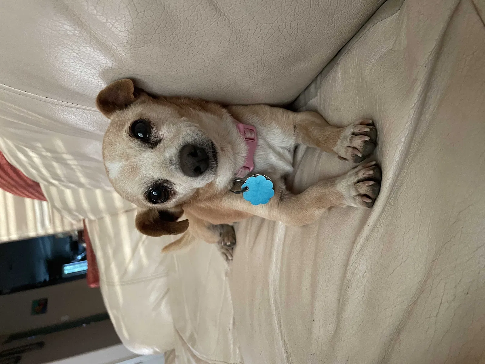 Lost dog in Dallas, TX, 75241