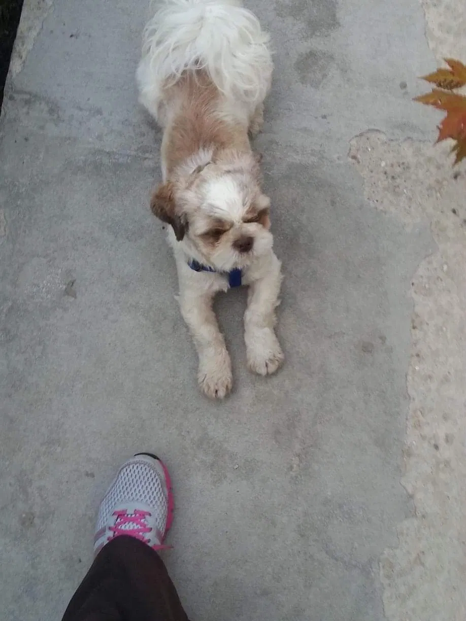 Lost dog in Chicago, IL, 60632
