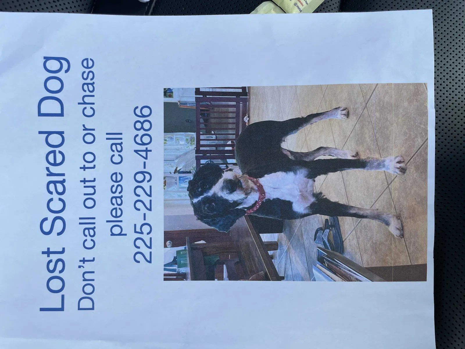 Lost dog in Baton Rouge, LA, 70816
