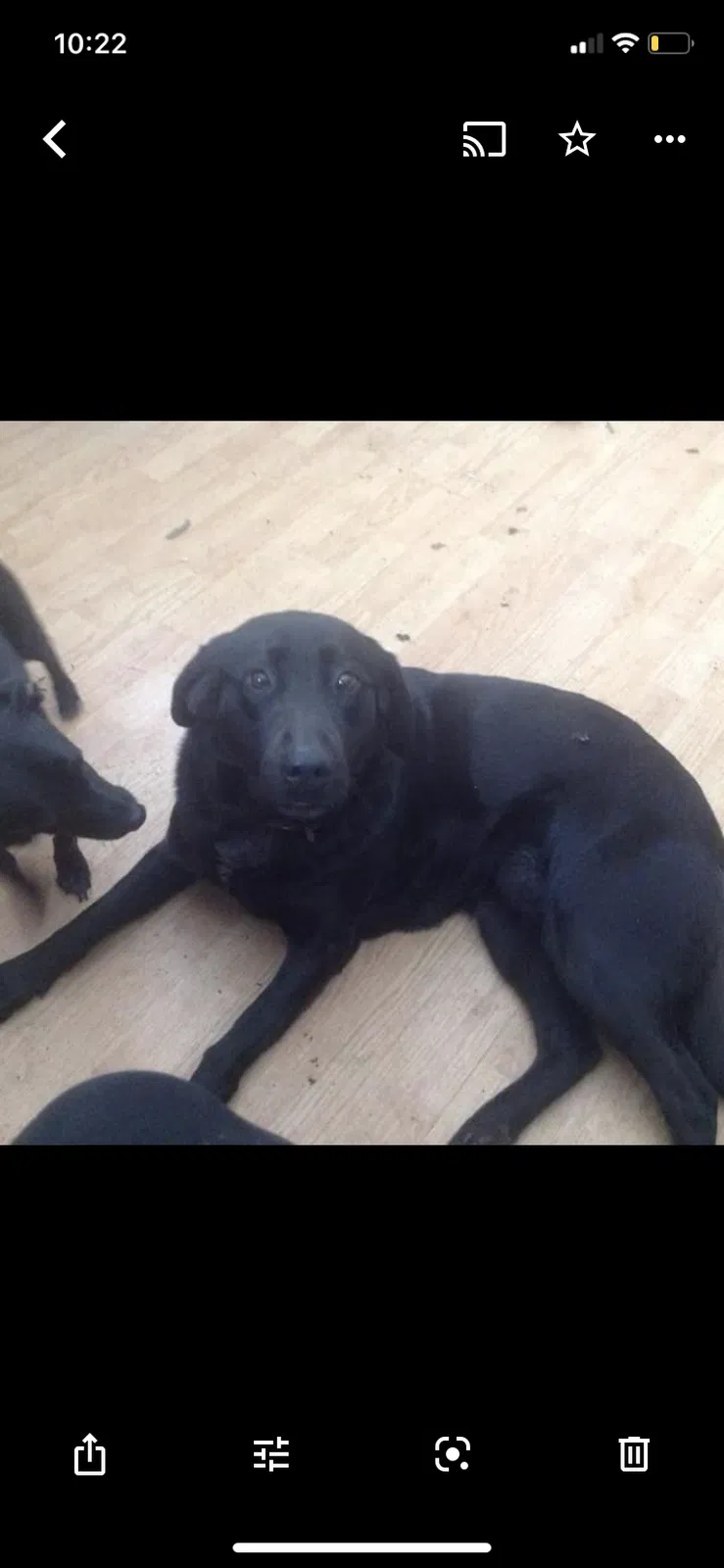 Lost dog in Granite Falls, NC, 28630