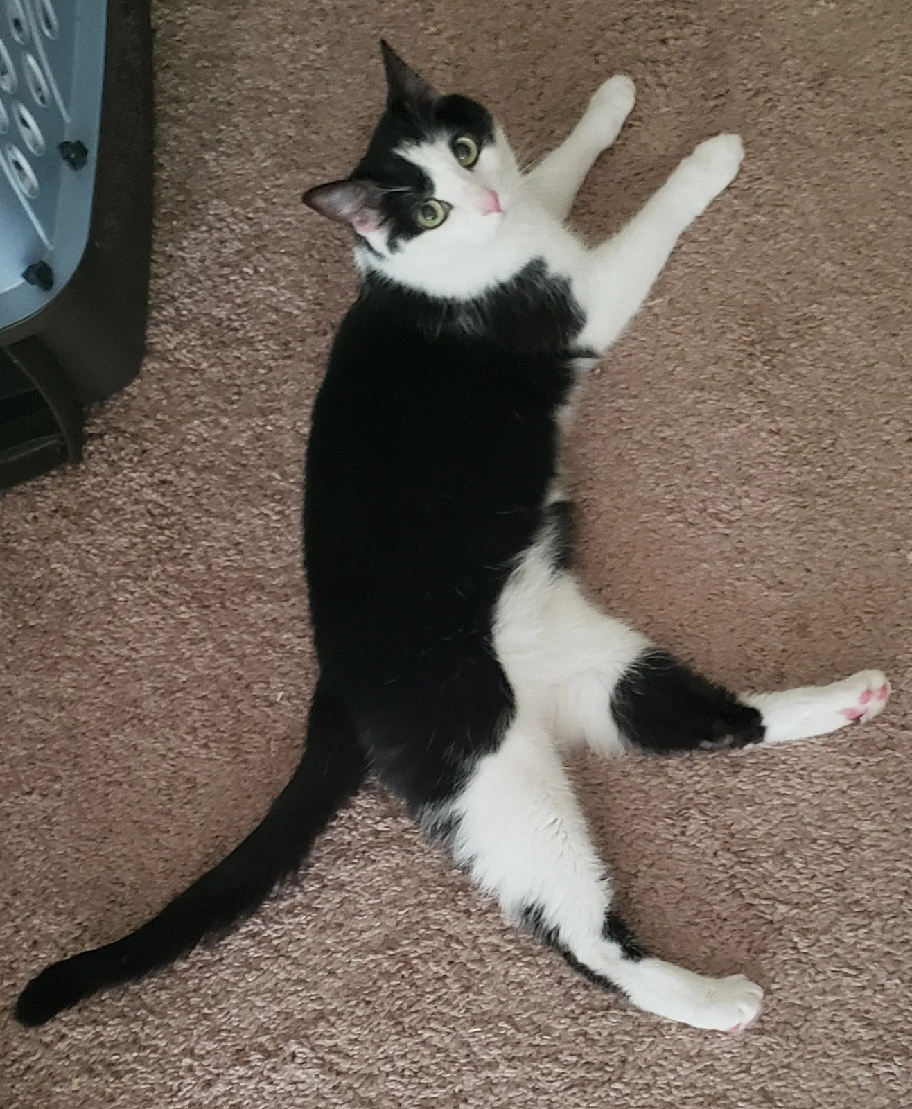 Lost cat in Bothell, WA, 98011