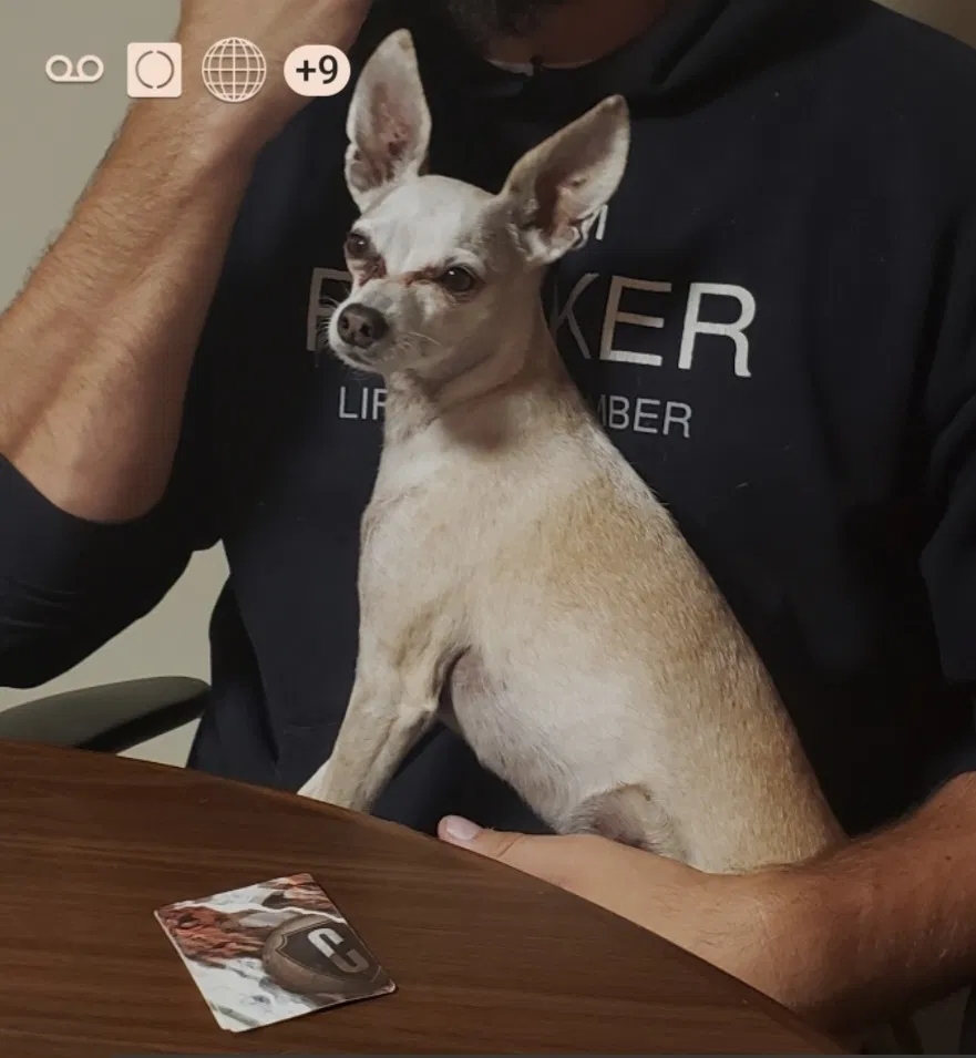 Lost dog in Las Vegas, NV, 89121