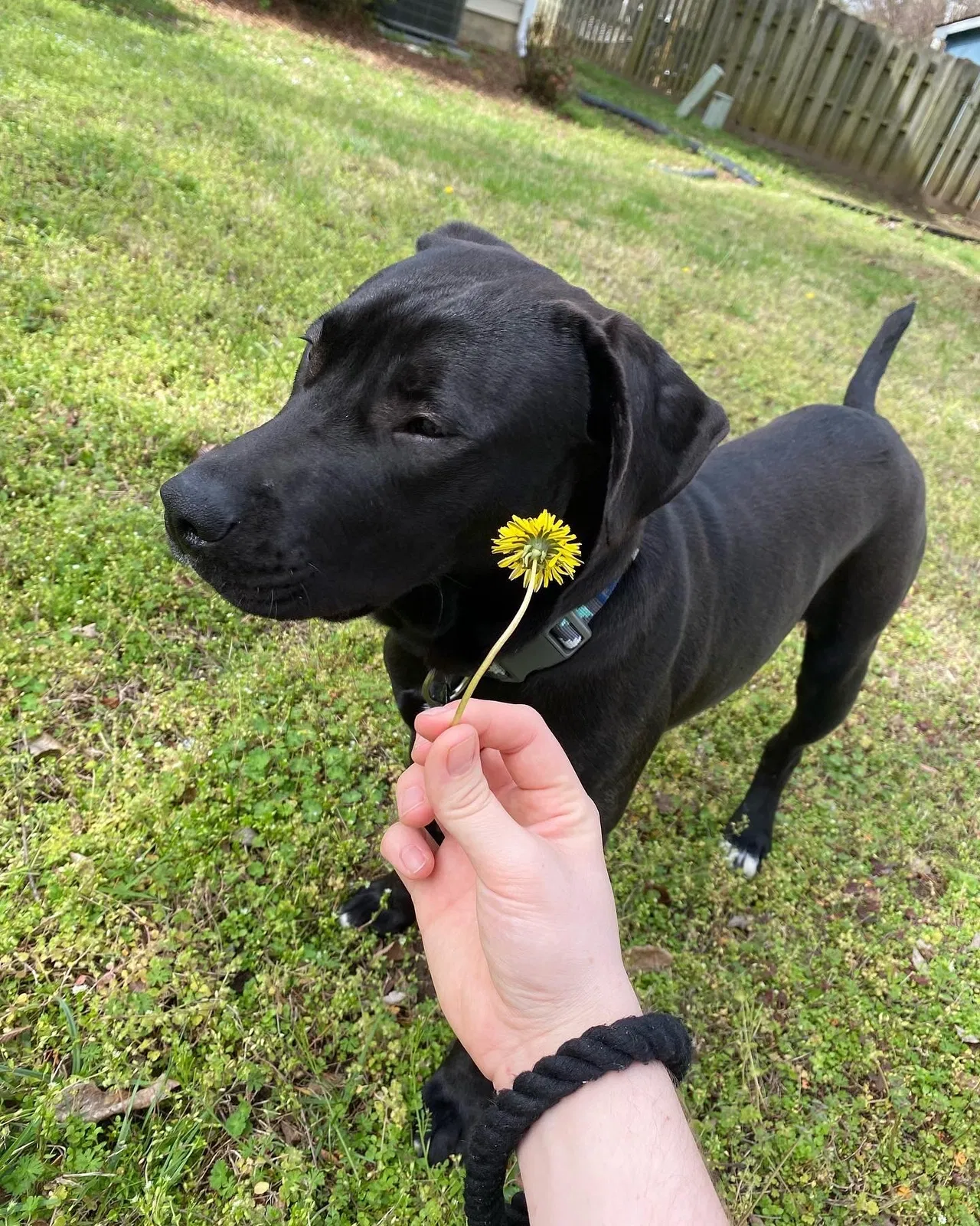 Lost dog in Randleman, NC, 27317