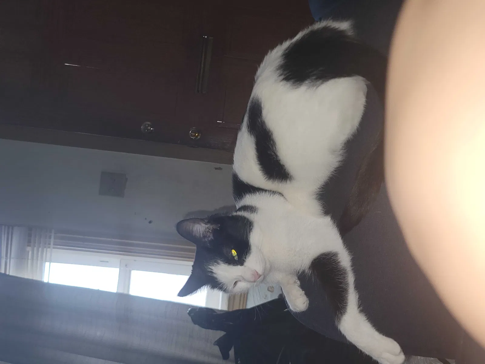 Lost cat in Blandon, PA, 19510