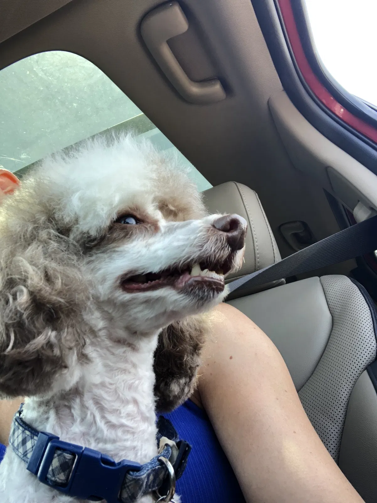 Lost dog in Forest Lake, MN, 55025