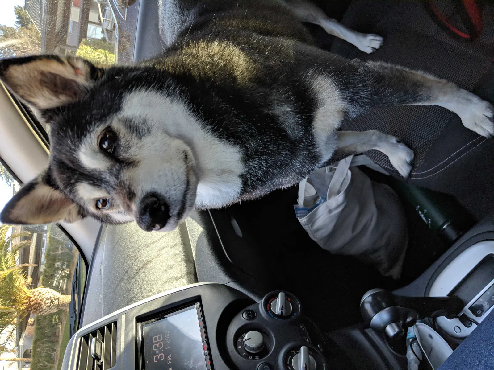 Lost dog in Henderson, NV, 89015