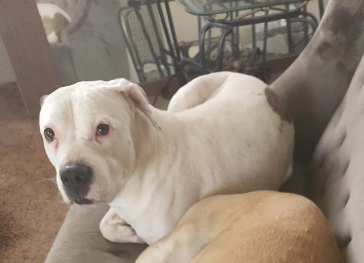 Lost dog in Fresno, CA, 93728